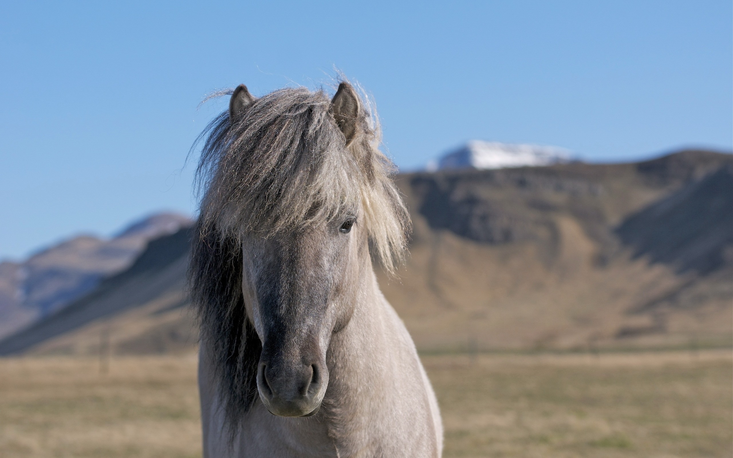 Wallpapers mane field mountains on the desktop