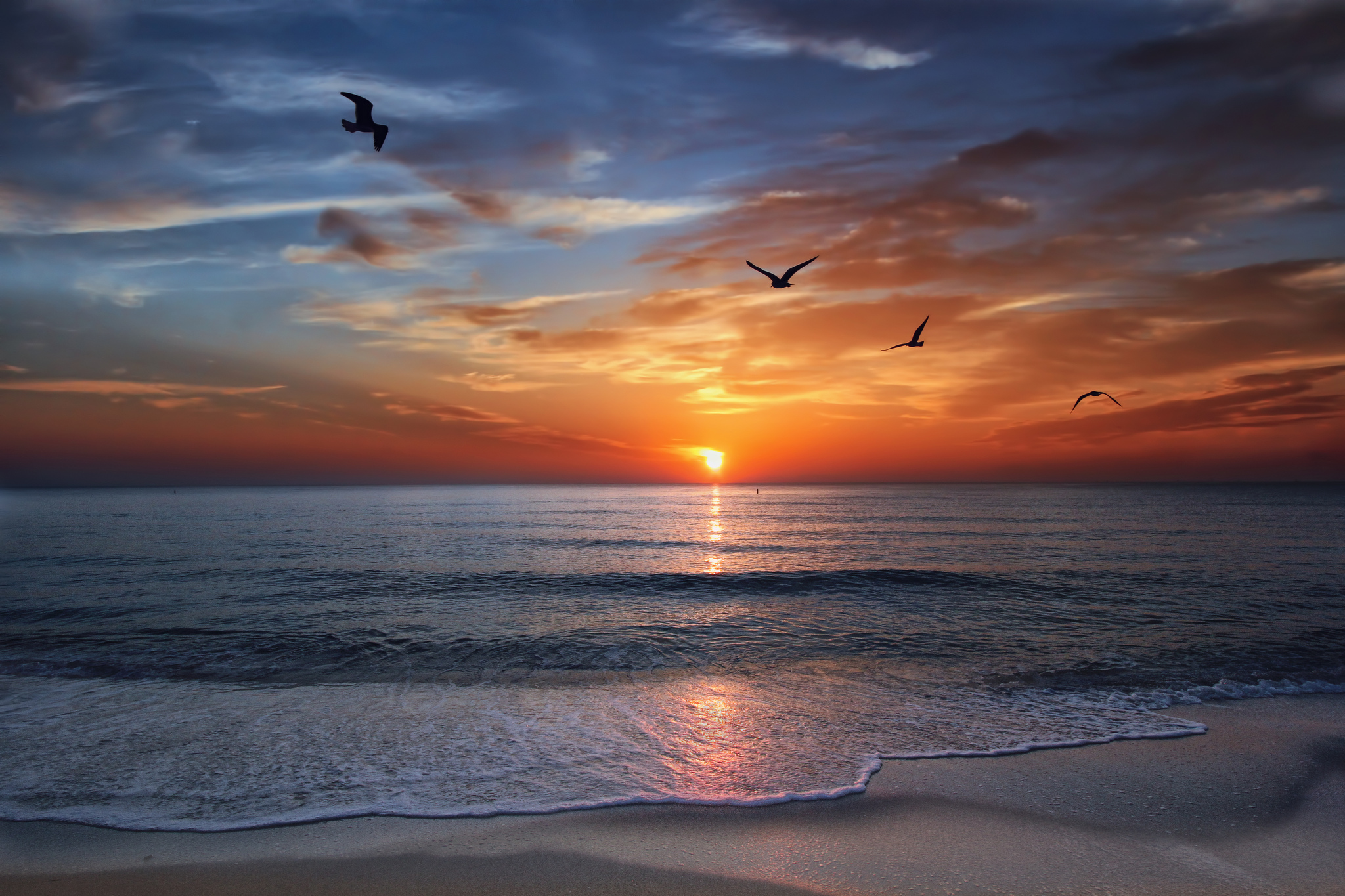 Free photo Sunset and seagulls in Miami