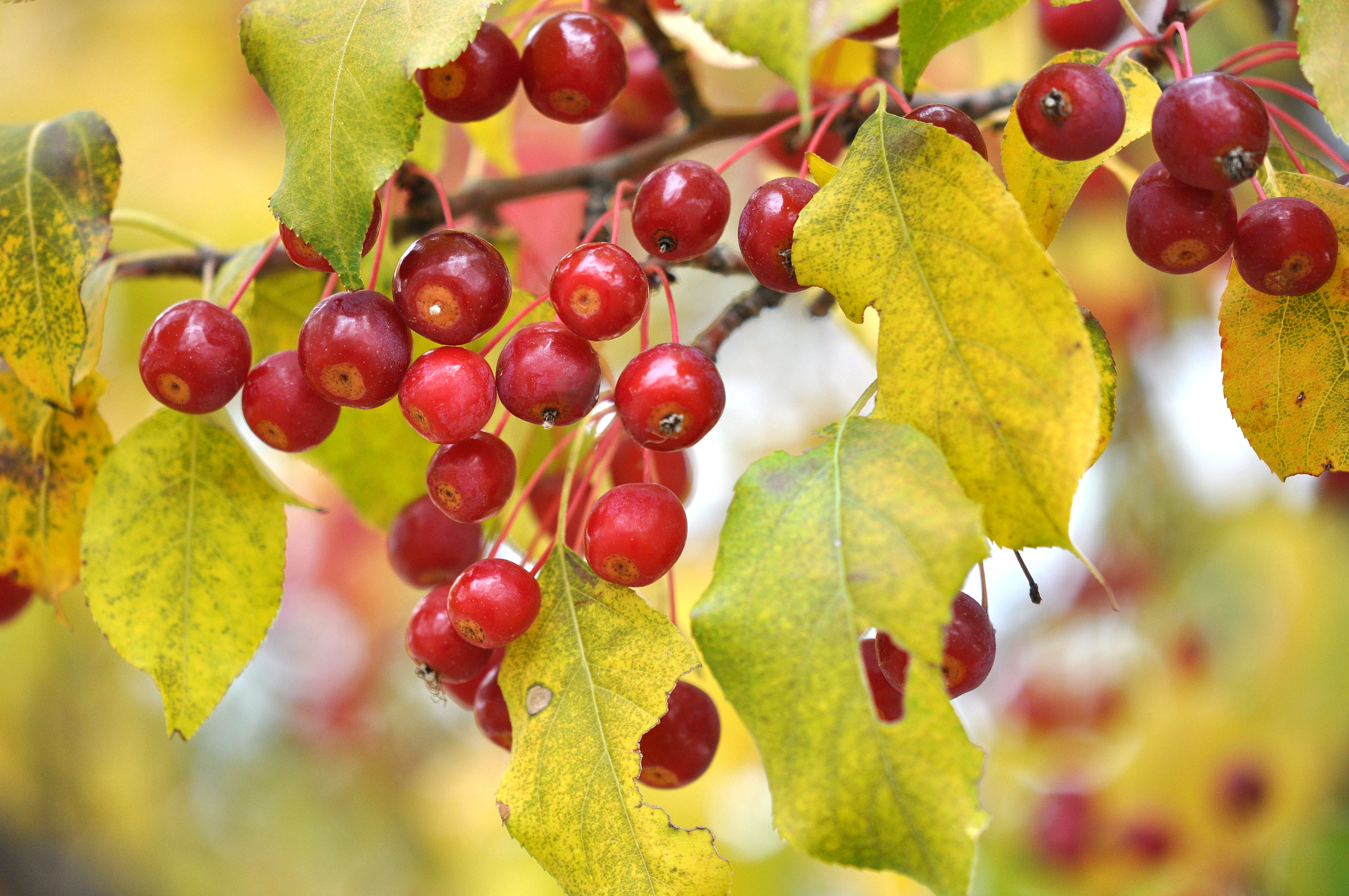 Wallpapers leaves fruits branch on the desktop