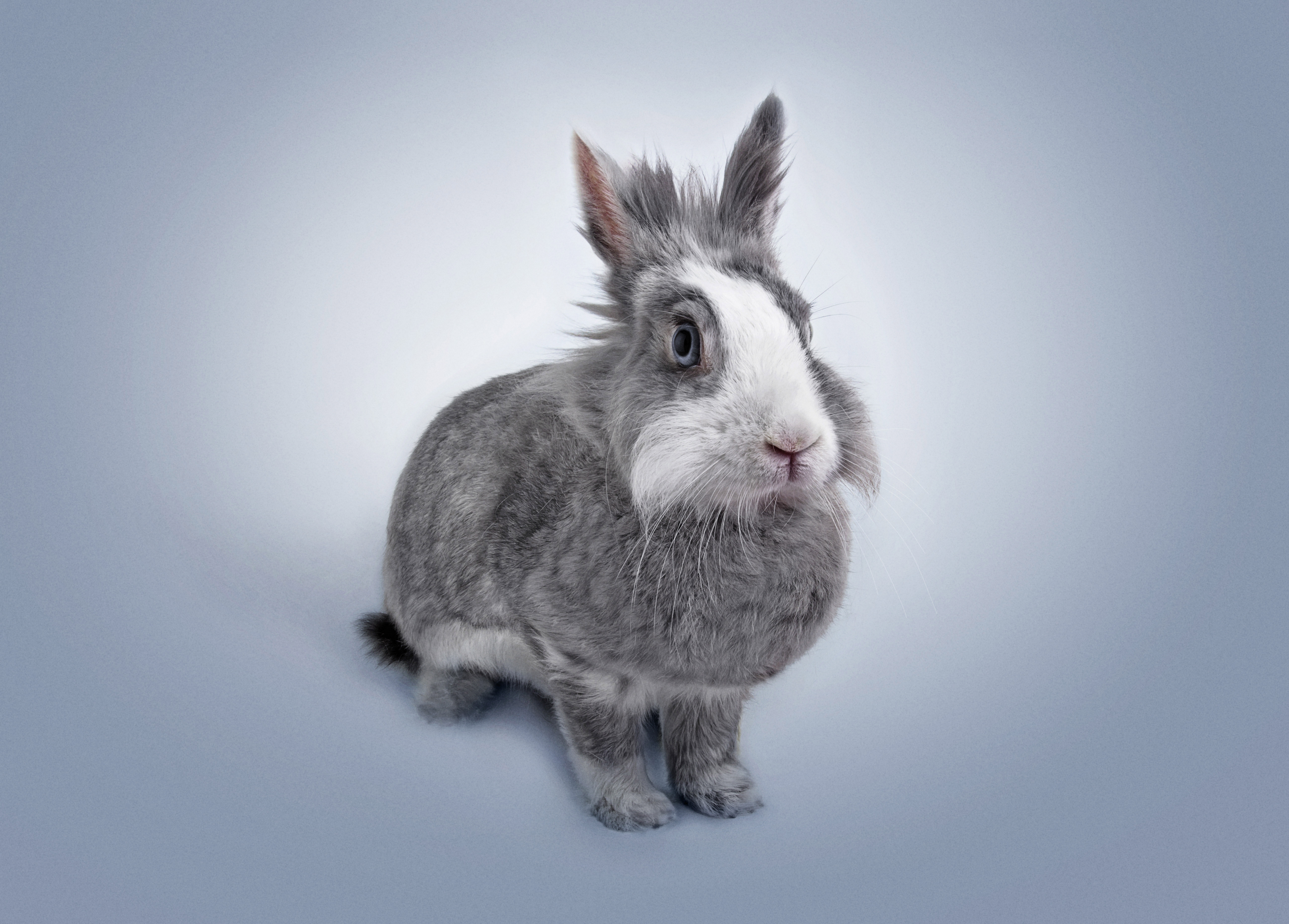 Wallpapers rabbit gray white face on the desktop