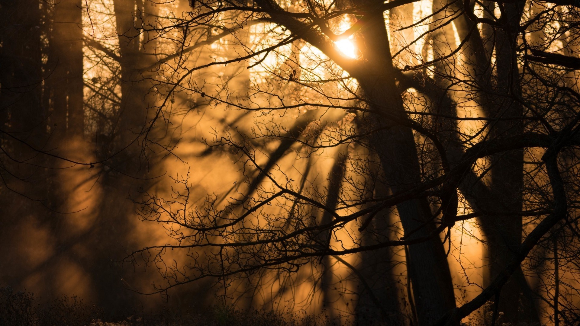 Бесплатное фото Золотой час в лесу