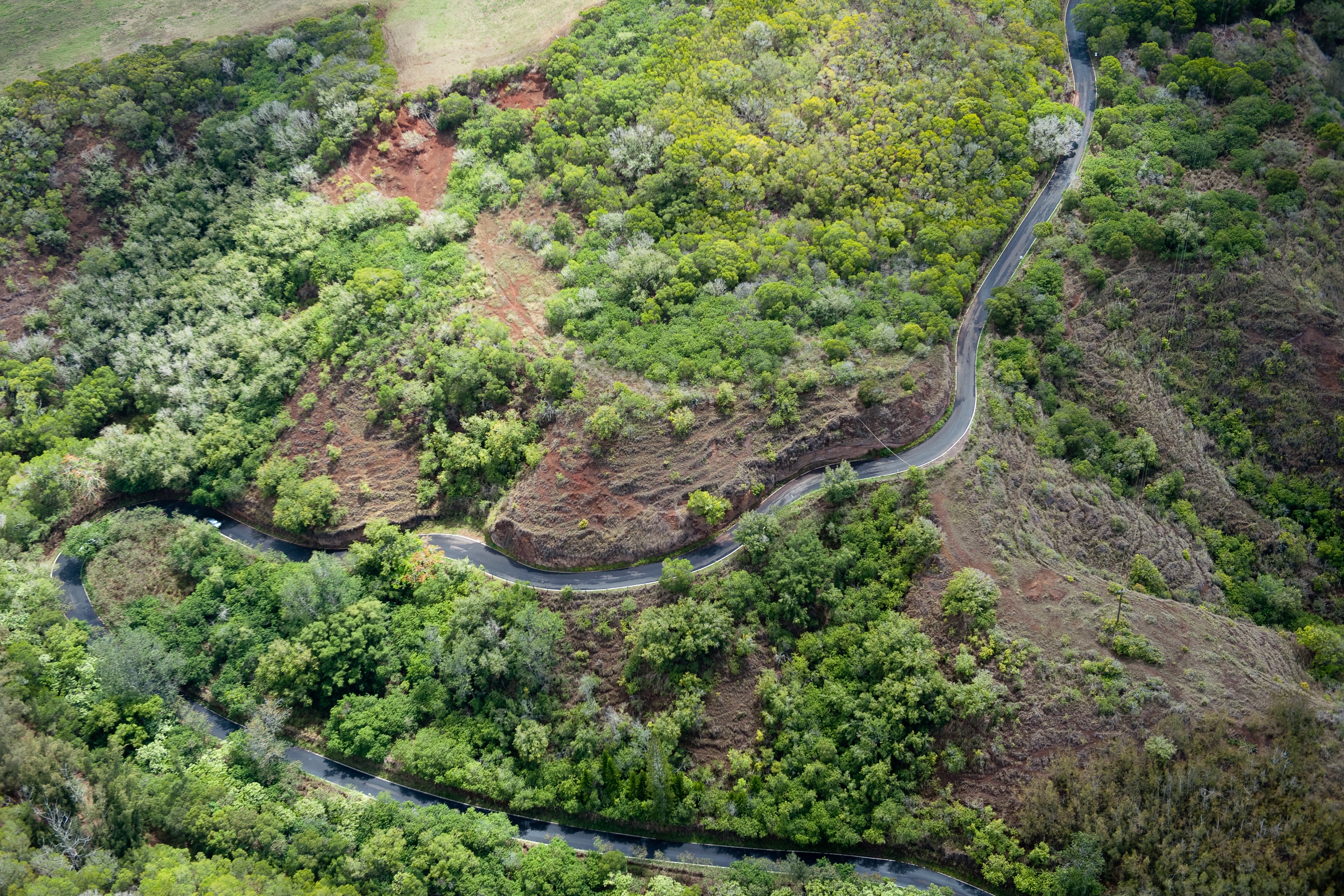 桌面上的壁纸木材 森林 道路