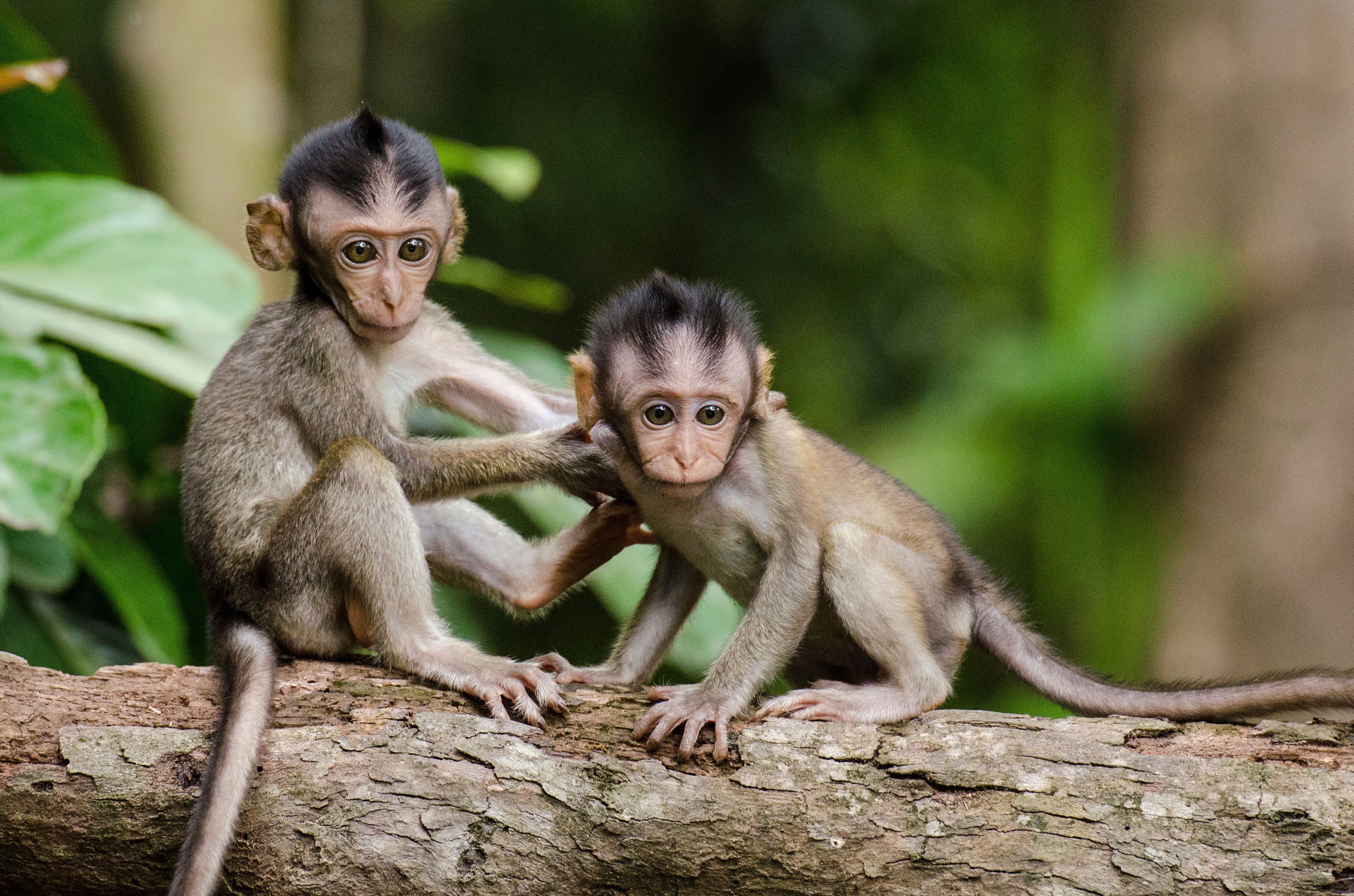 Free photo Little squirrel monkeys