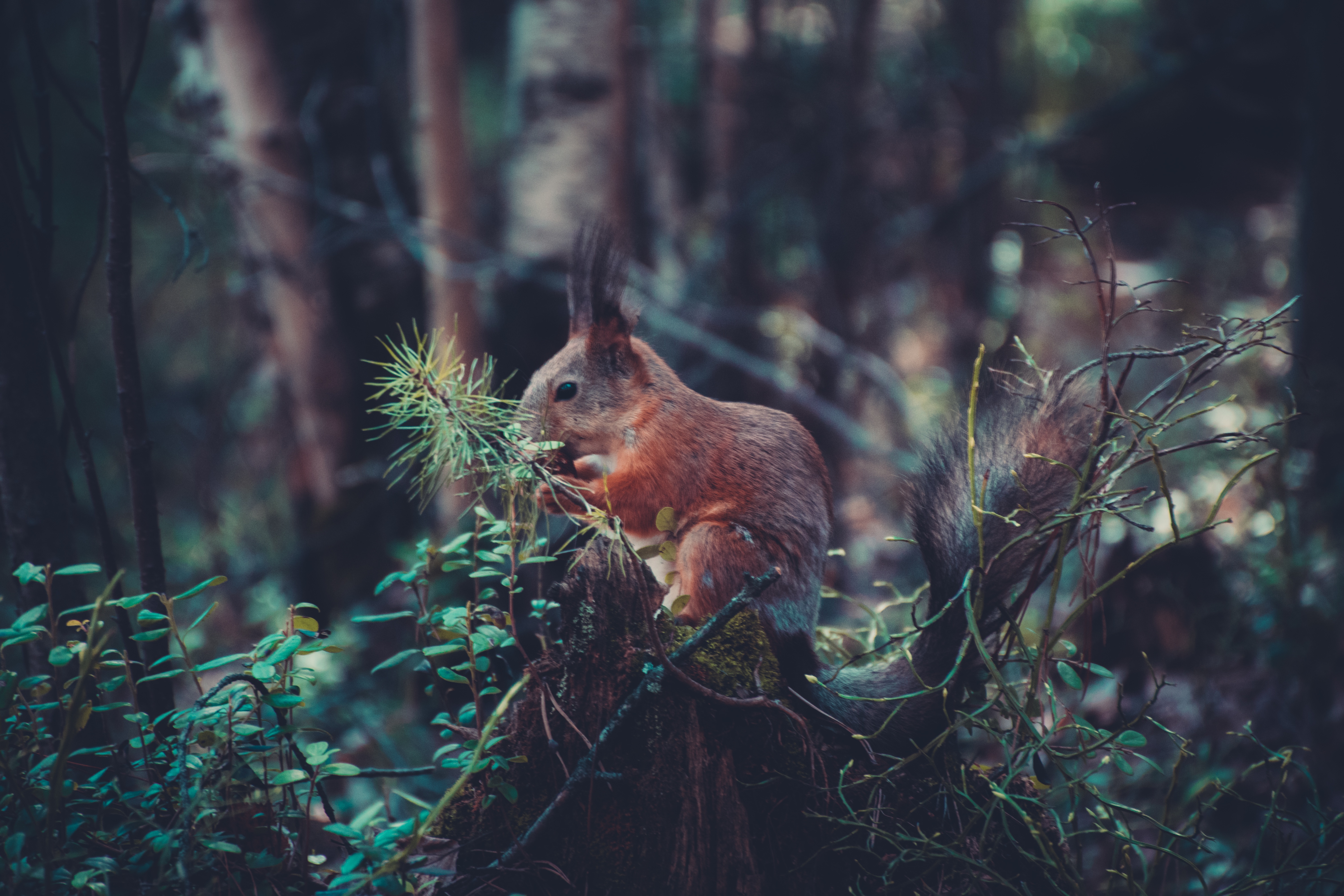 一只红头松鼠坐在树林里的树桩上