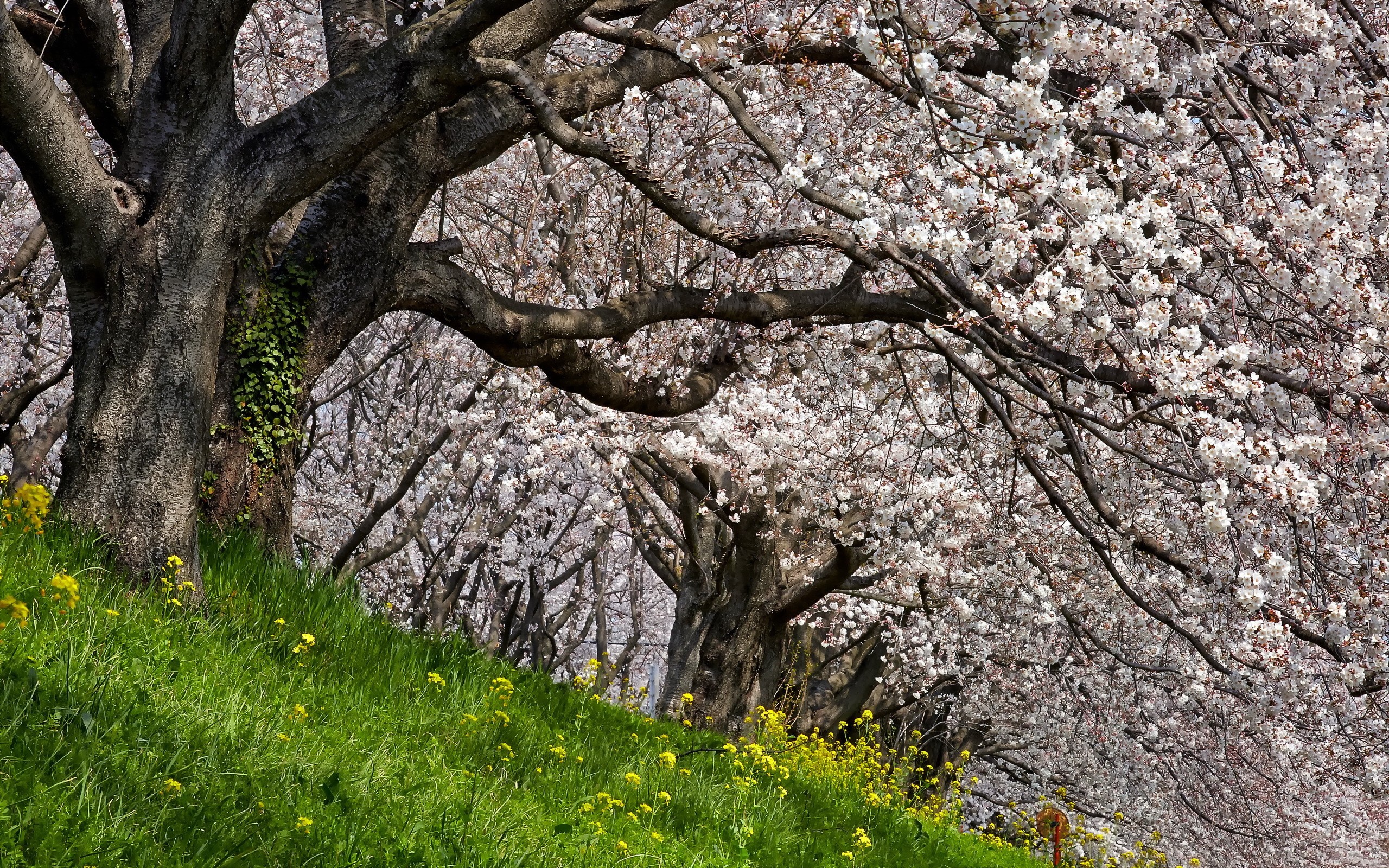 免费照片郁郁葱葱的树木，树冠上开满了白色的花朵