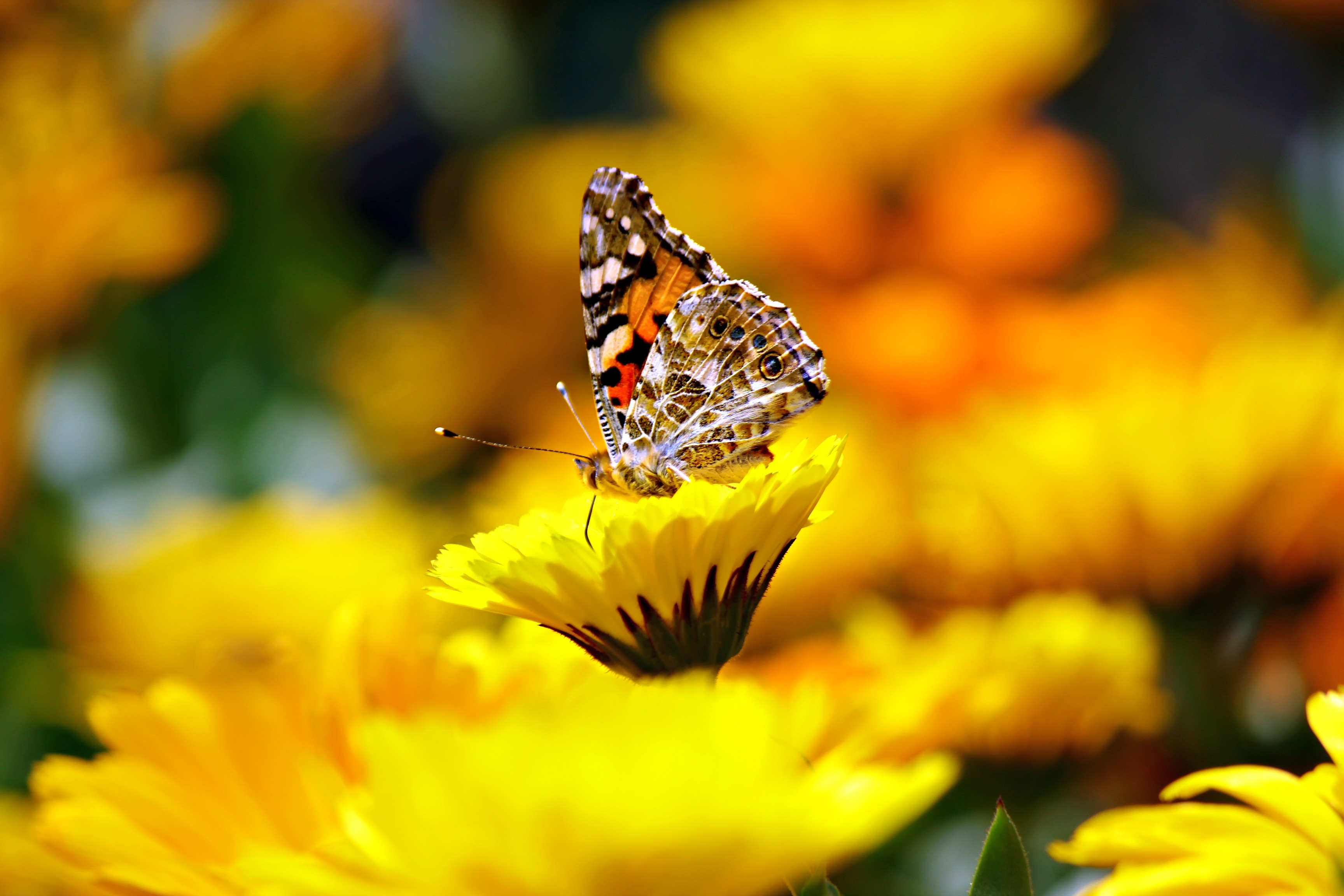 一只色彩斑斓的多色蝴蝶坐在一朵黄花上