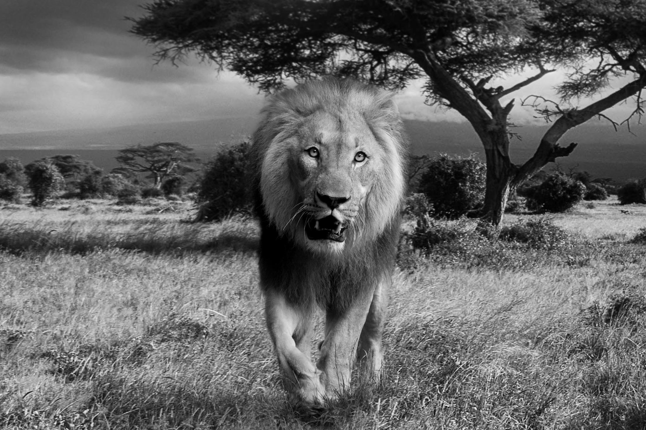 一头狮子在南非的单色照片中
