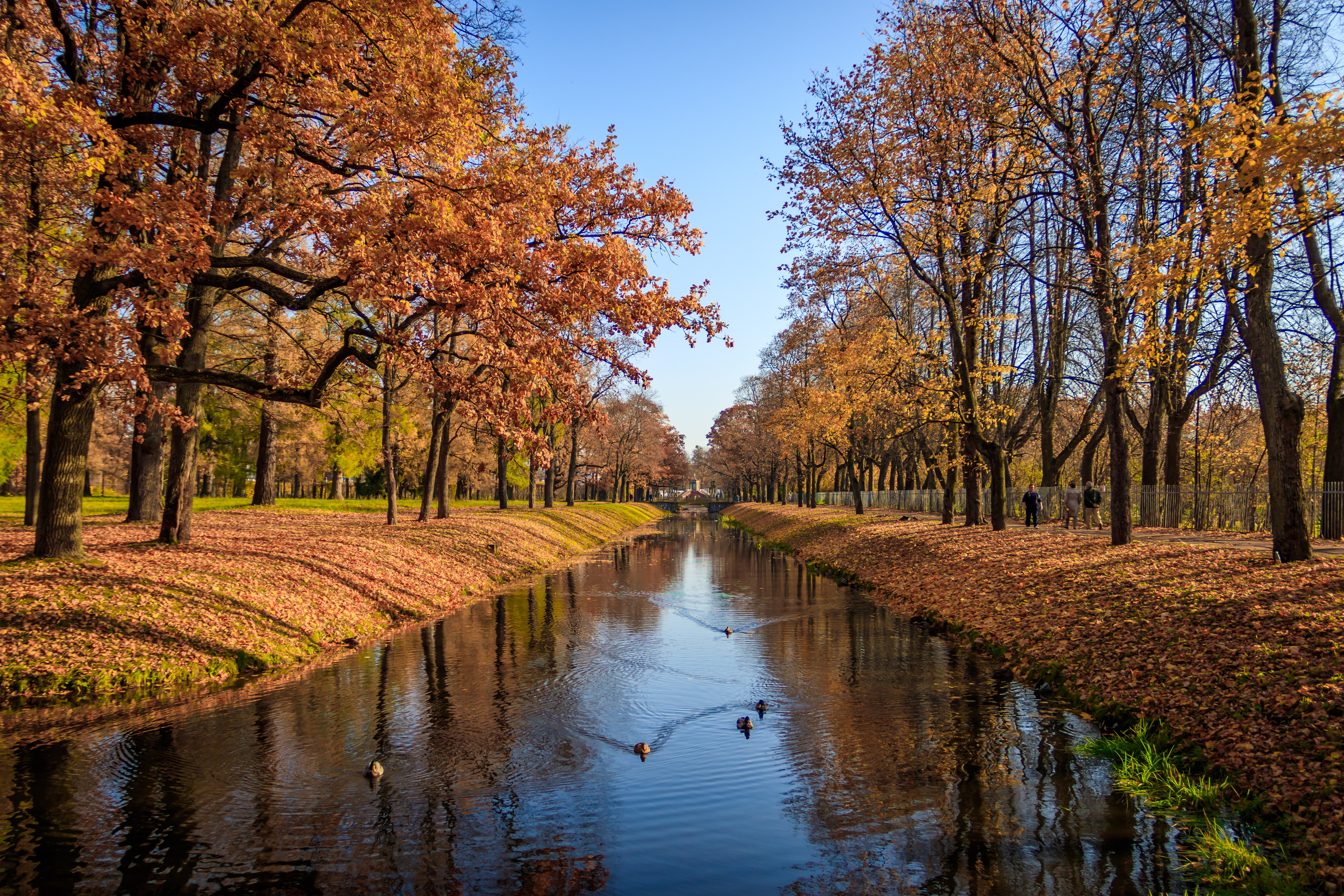 Free photo Ducks in the autumn pond