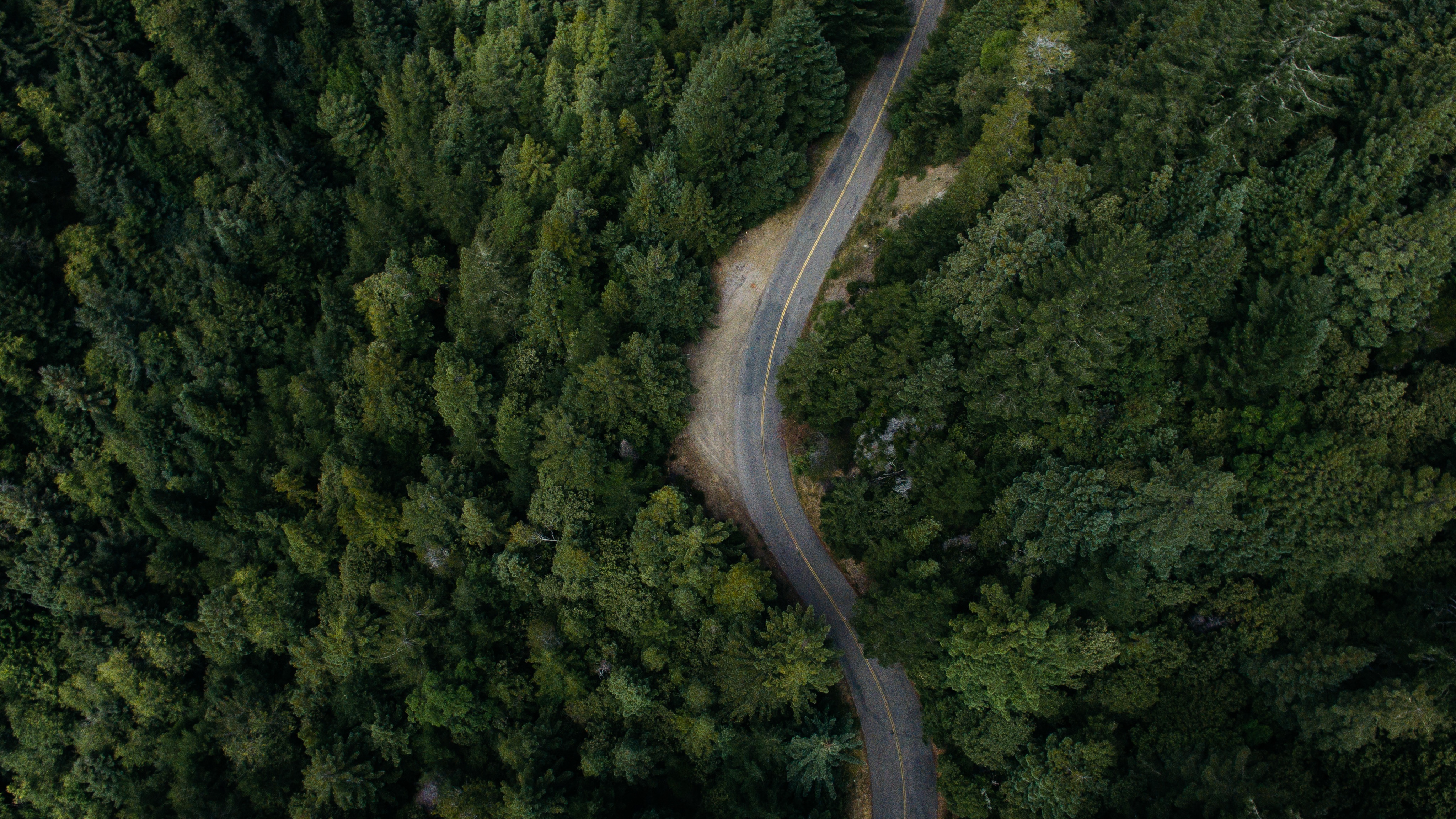 桌面上的壁纸木材 森林 道路