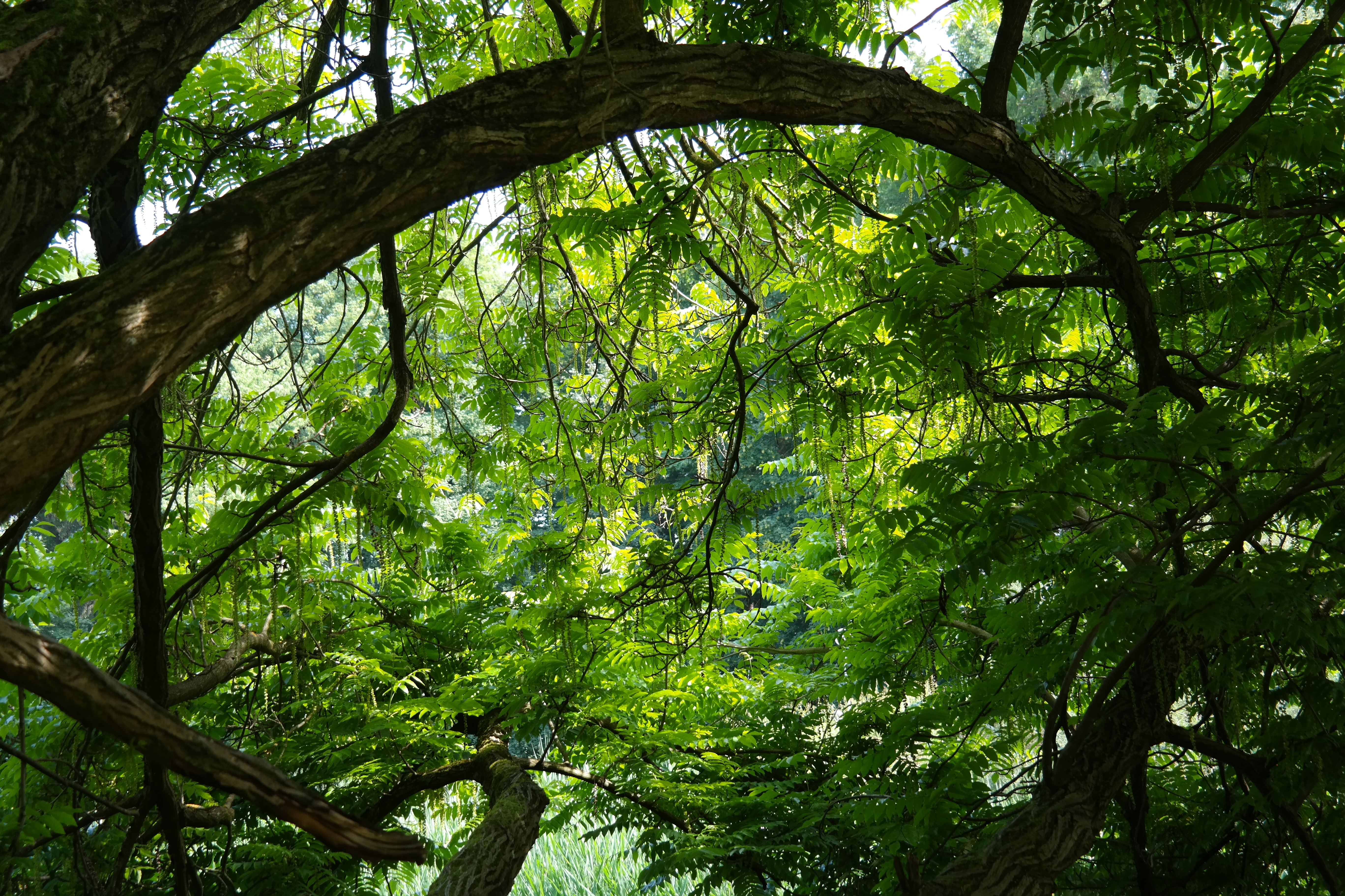 Free photo Lush green forest