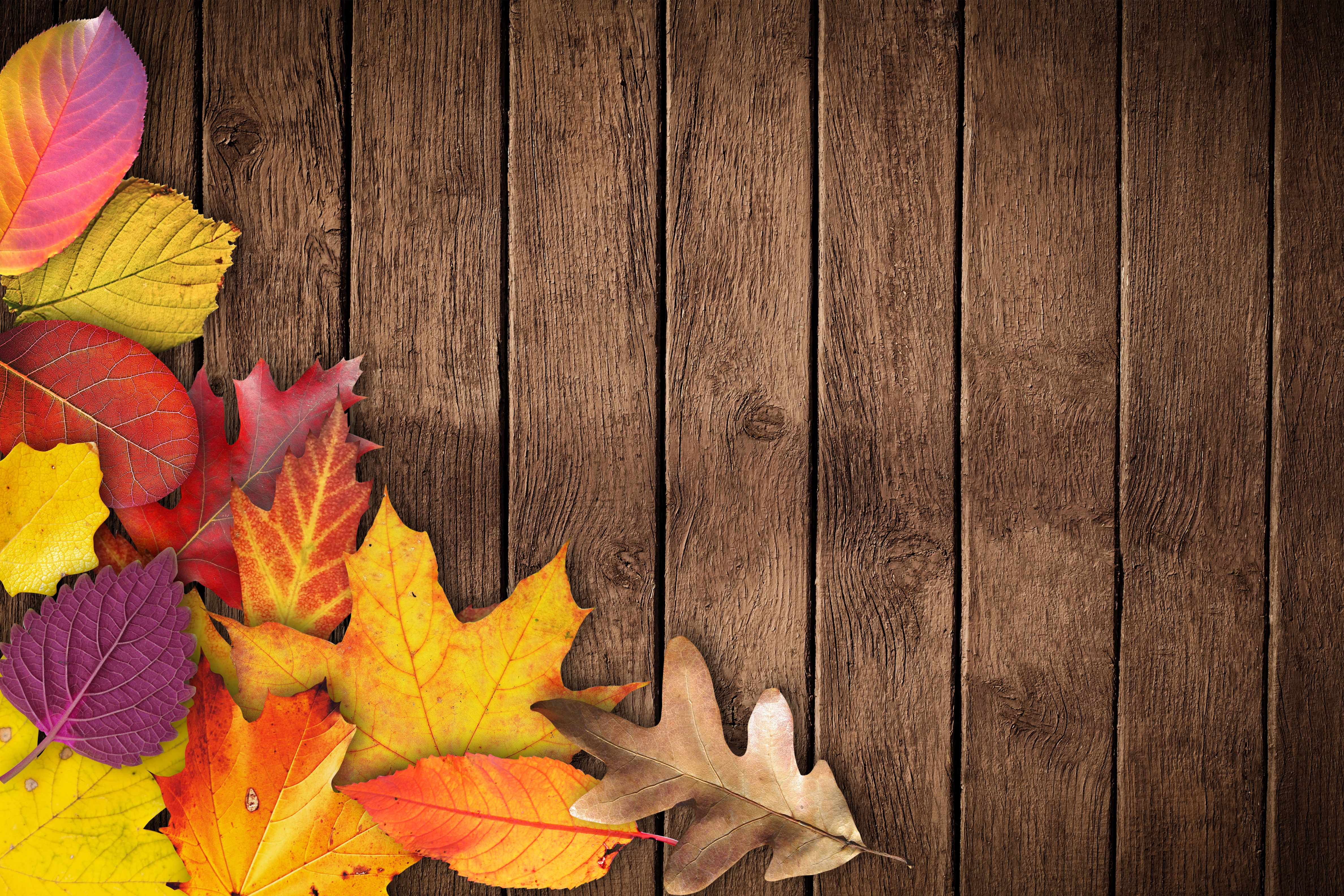 Бесплатное фото Осенние листья на деревянном фоне
