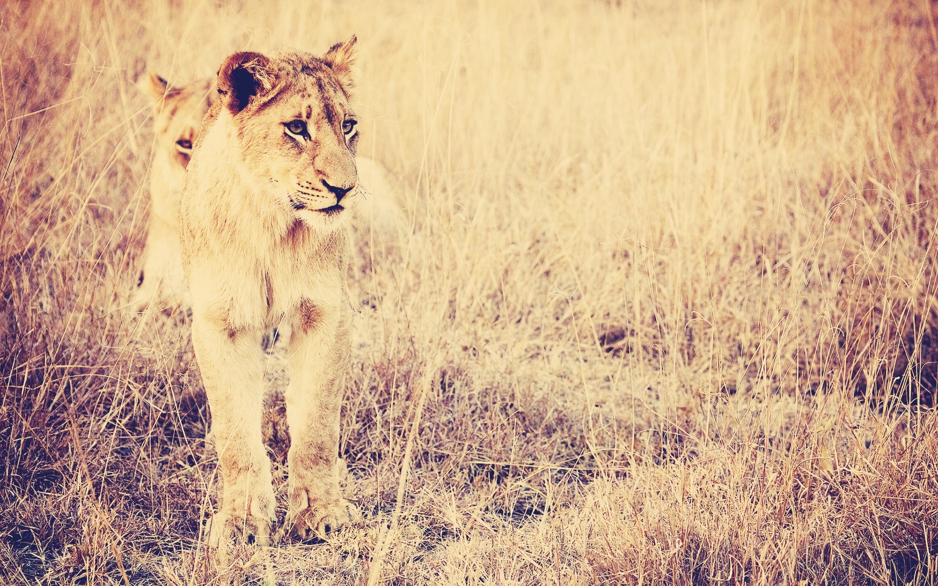 Free photo Two lionesses walking on the savannah.