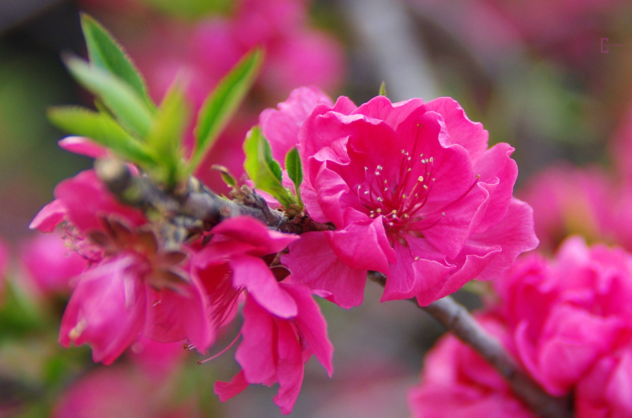 桌面上的壁纸盛开 鲜花 春季