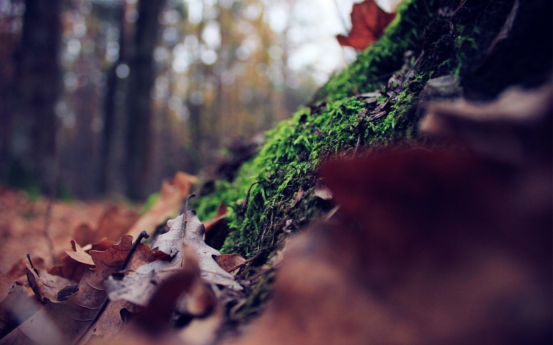 免费照片干枯的树叶躺在绿色的苔藓上