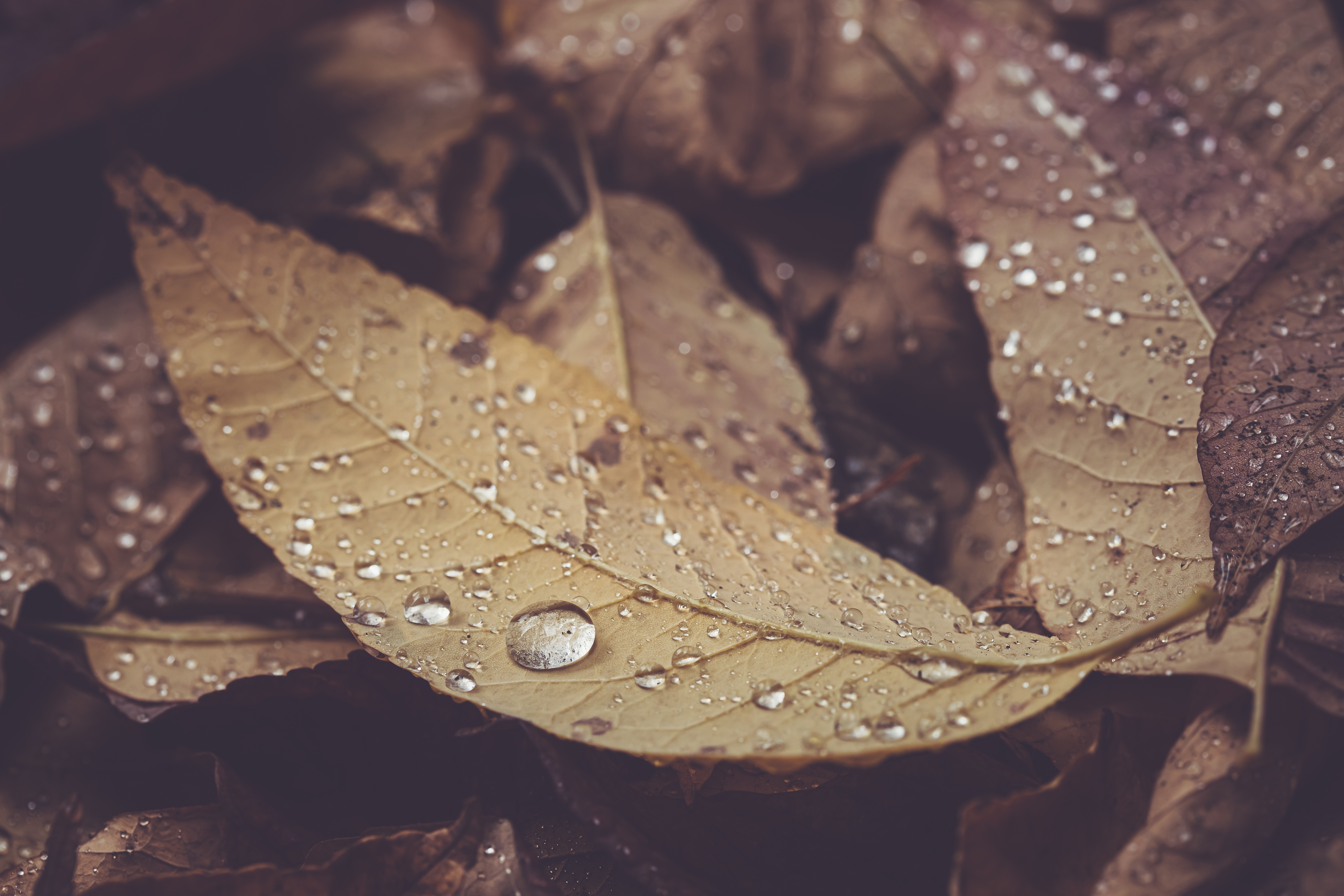 Free photo Autumn leaves in the rain