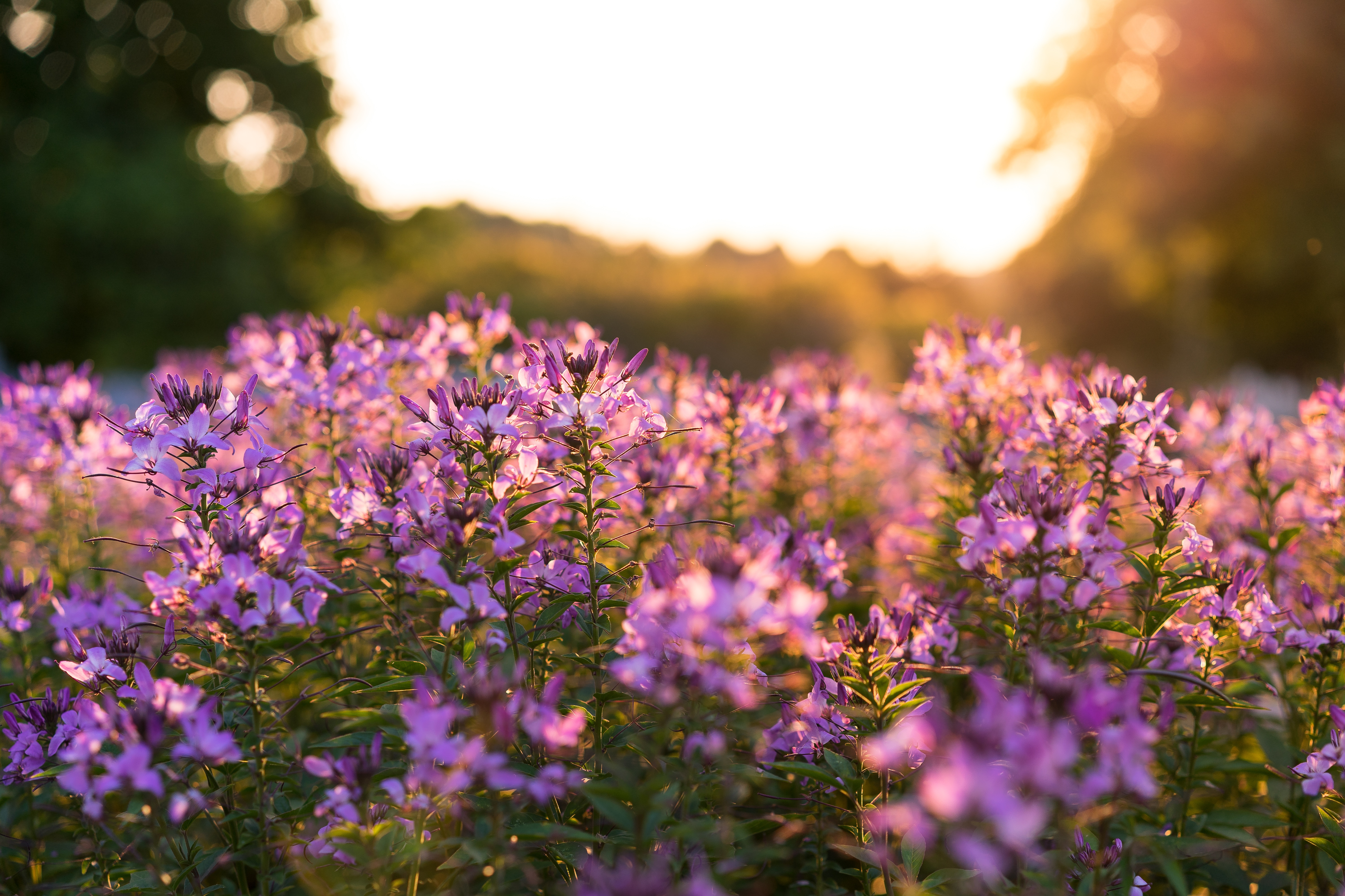 Free photo Lots of pink flowers at sunset