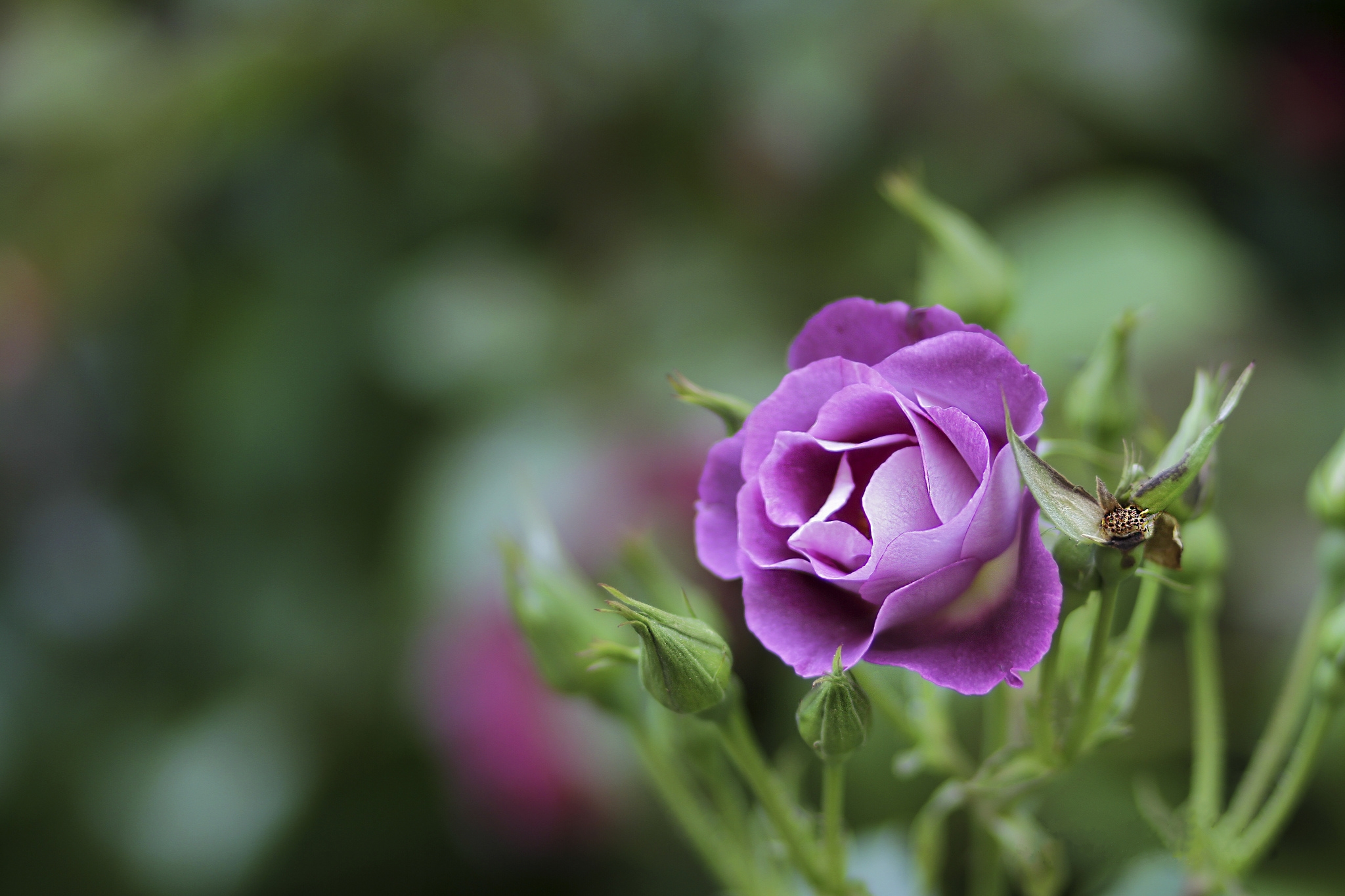 Free photo Close-up of an open rose