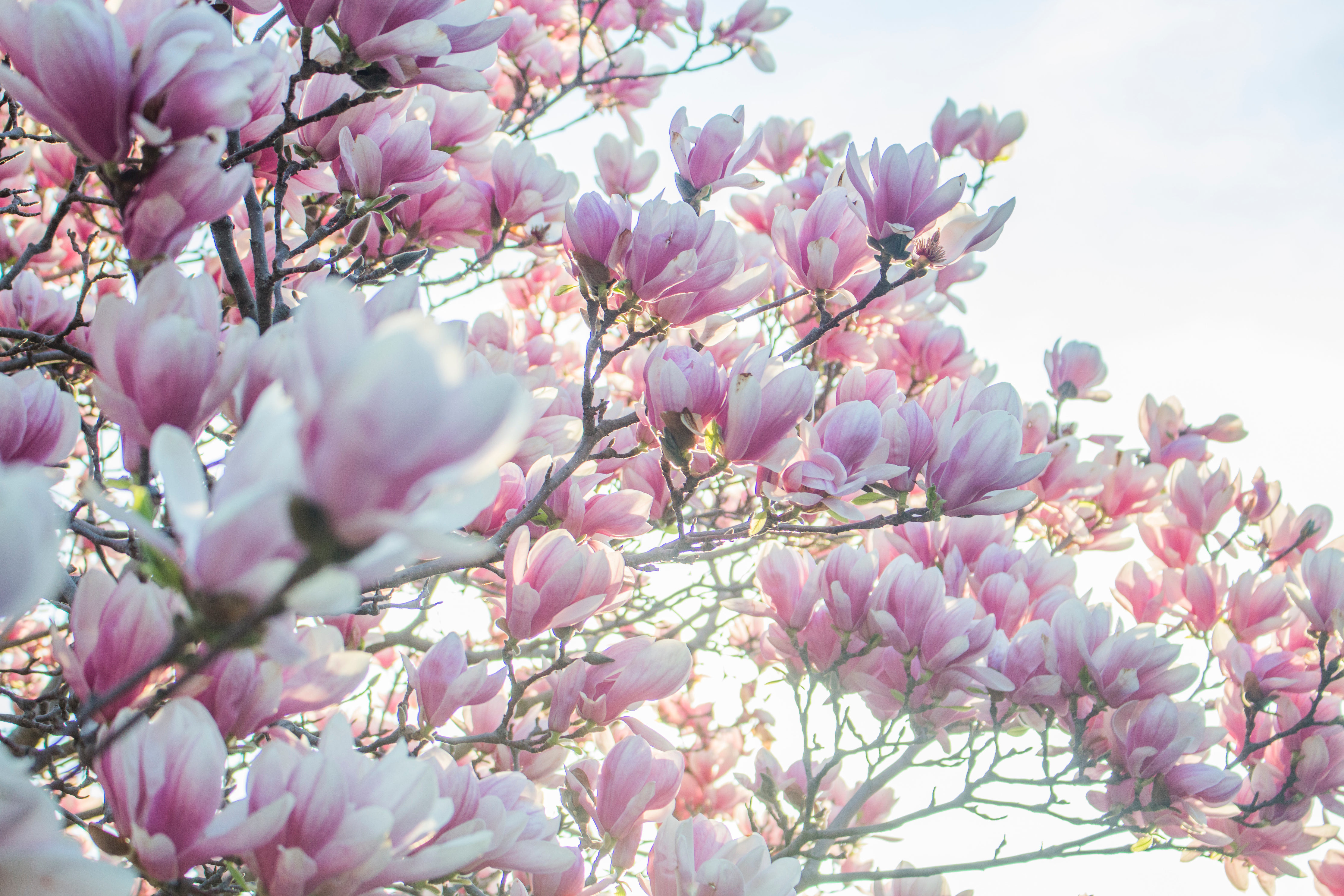 Wallpapers spring flowers branch on the desktop