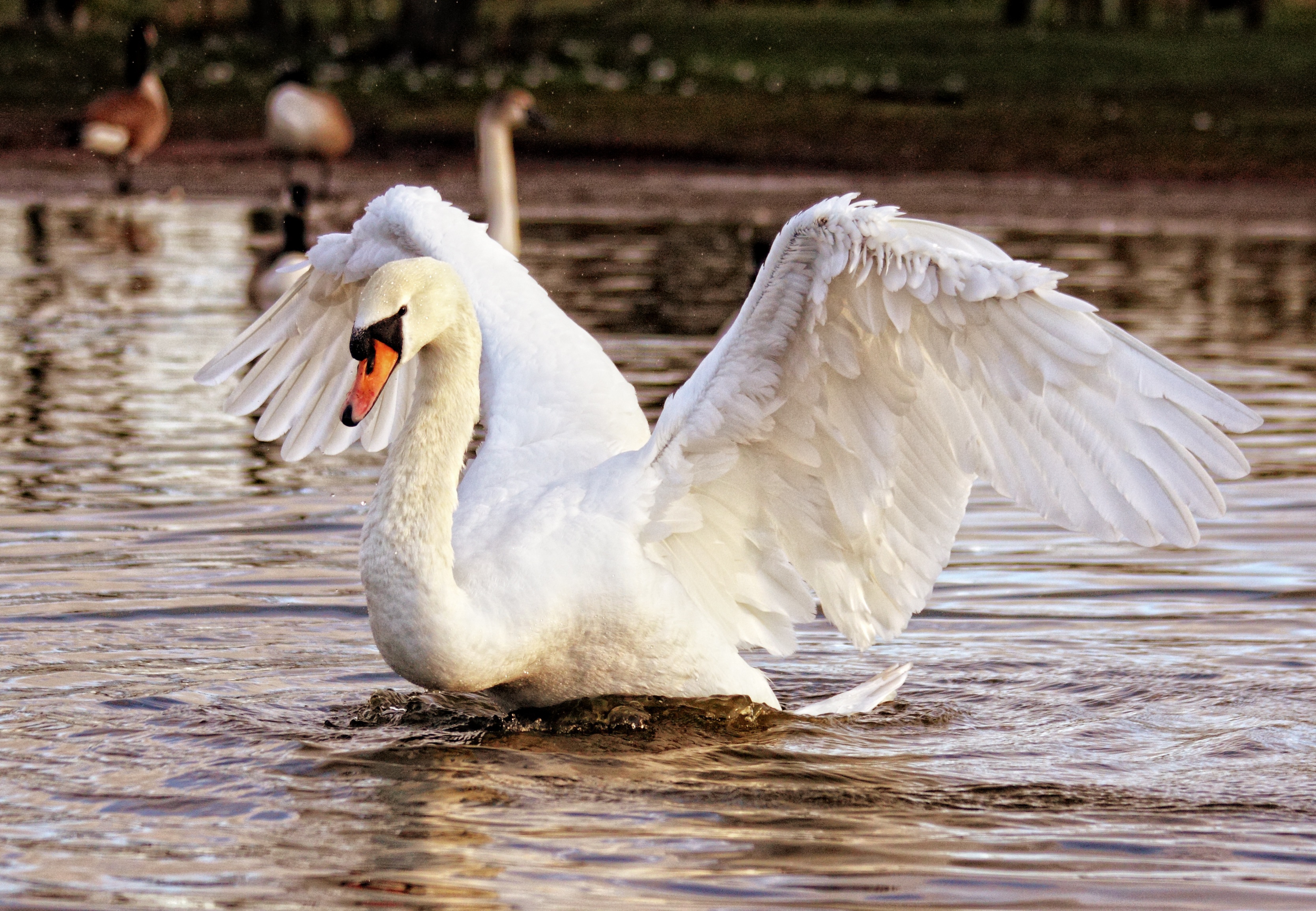 Free photo A white swan lands on the water