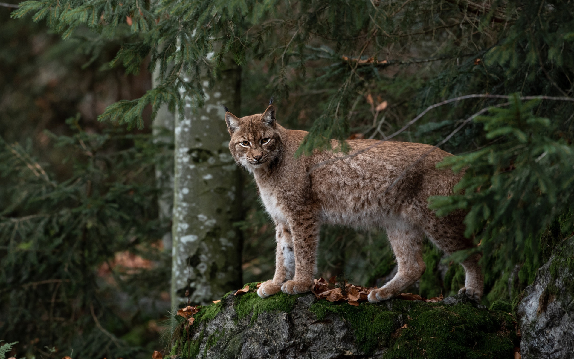 The common lynx