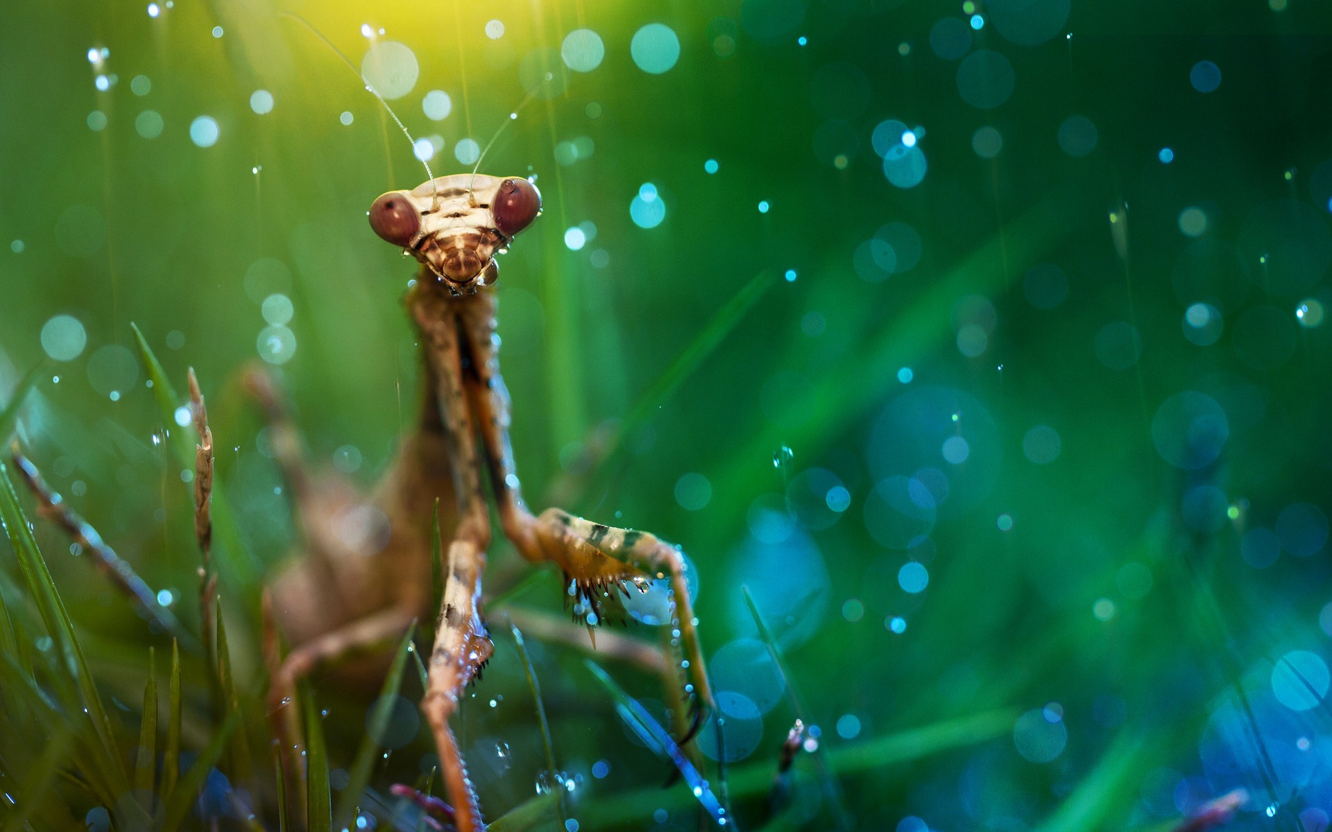 Wallpapers animals grass insect on the desktop