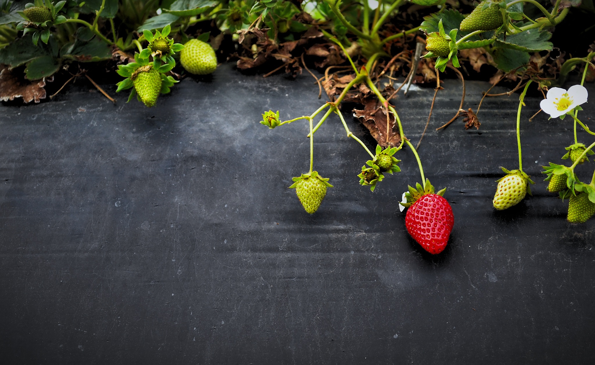 Free photo A ripe strawberry on a bush