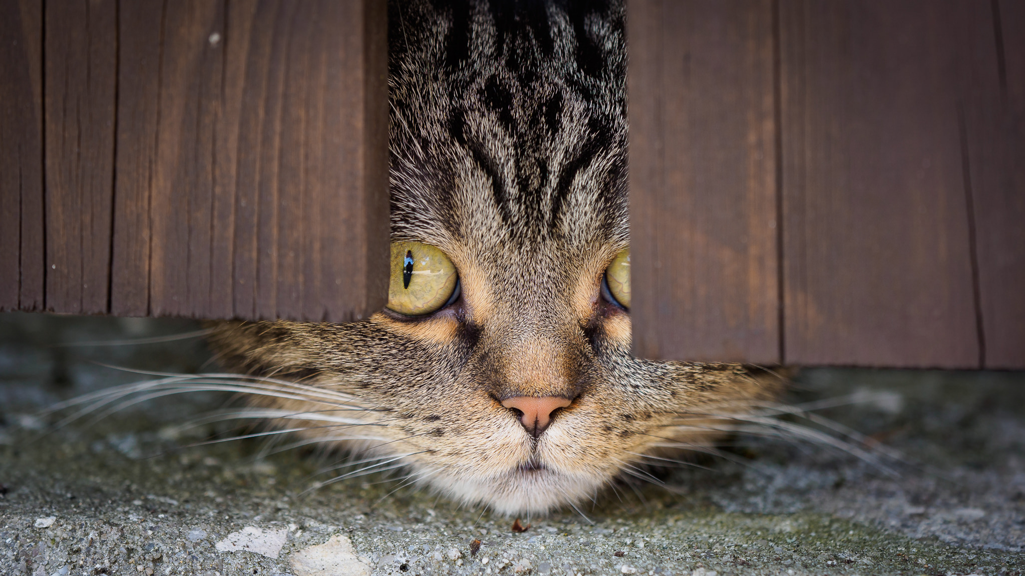 Free photo The cat peeks