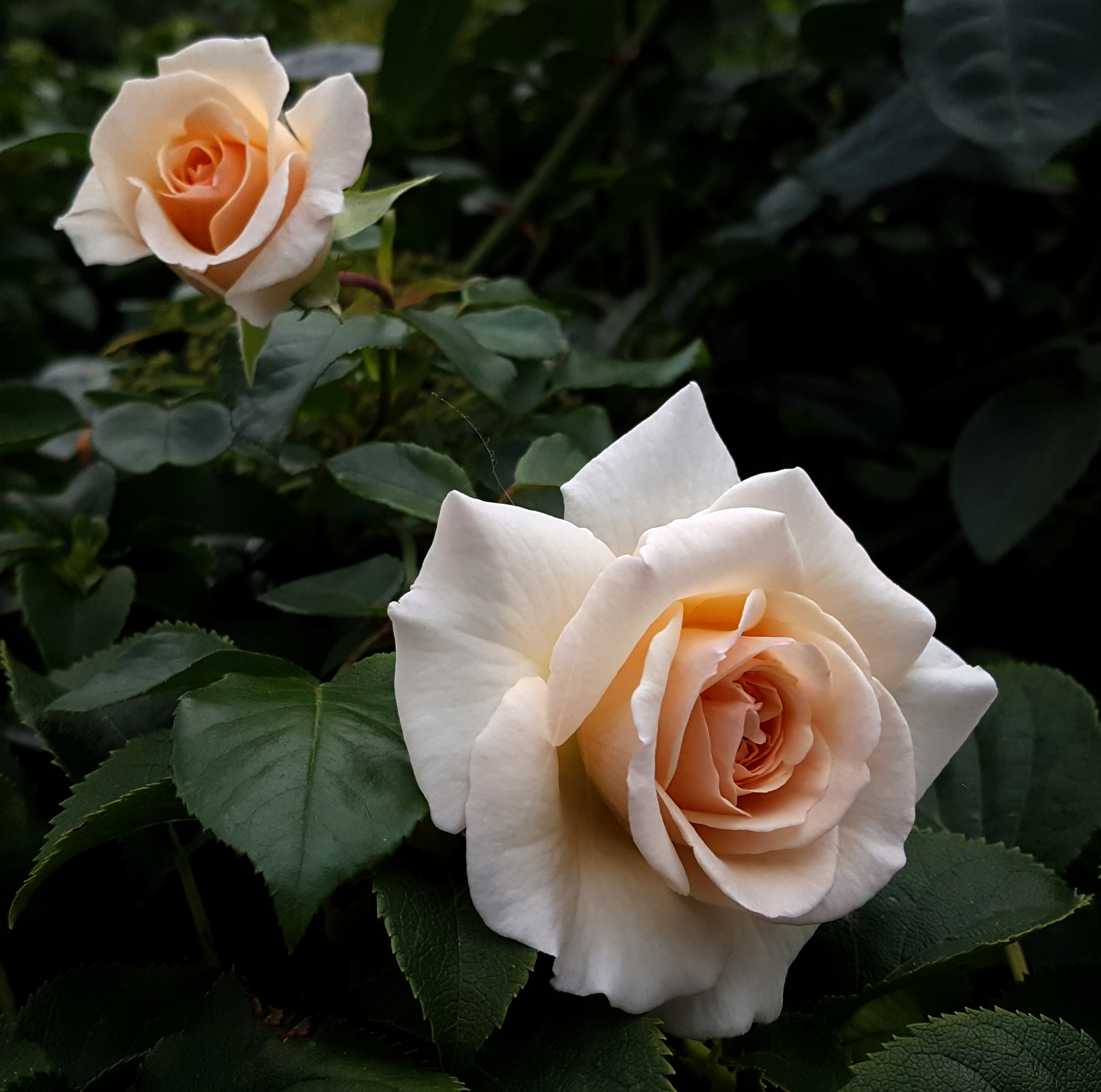 桌面上的壁纸玫瑰 两朵玫瑰花 白玫瑰
