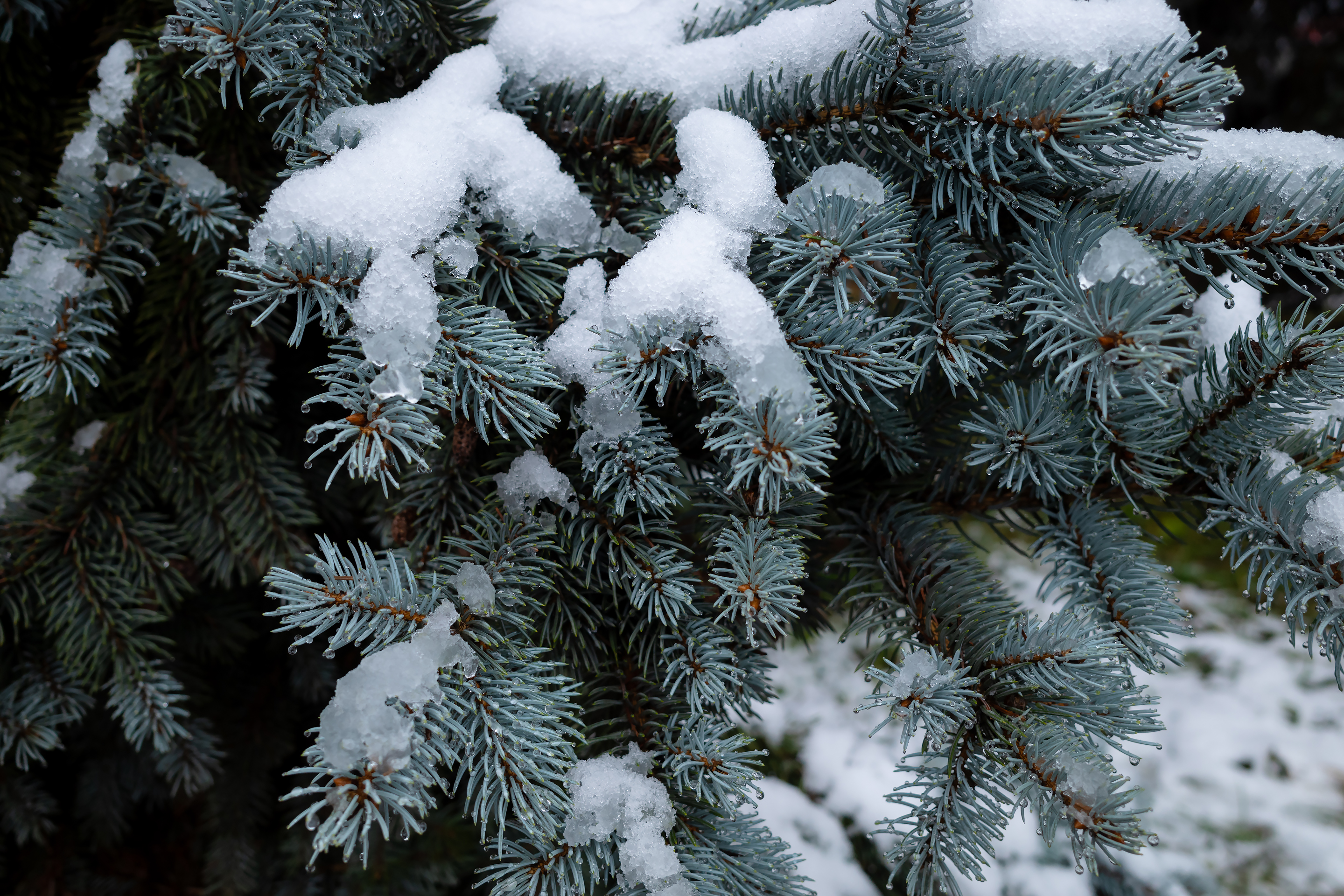 Бесплатное фото Еловые ветви в снегу