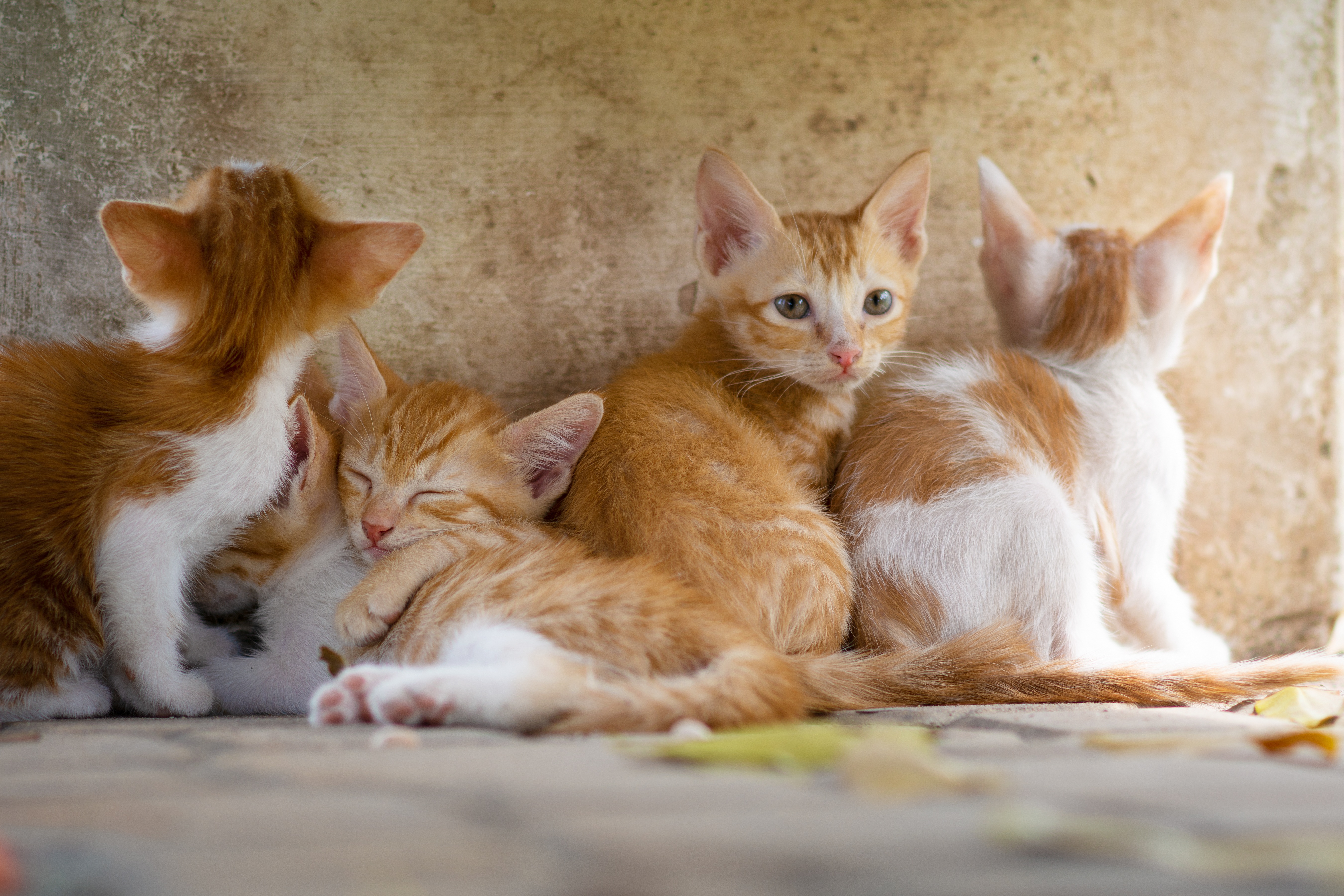 桌面上的壁纸动物 猫 外观