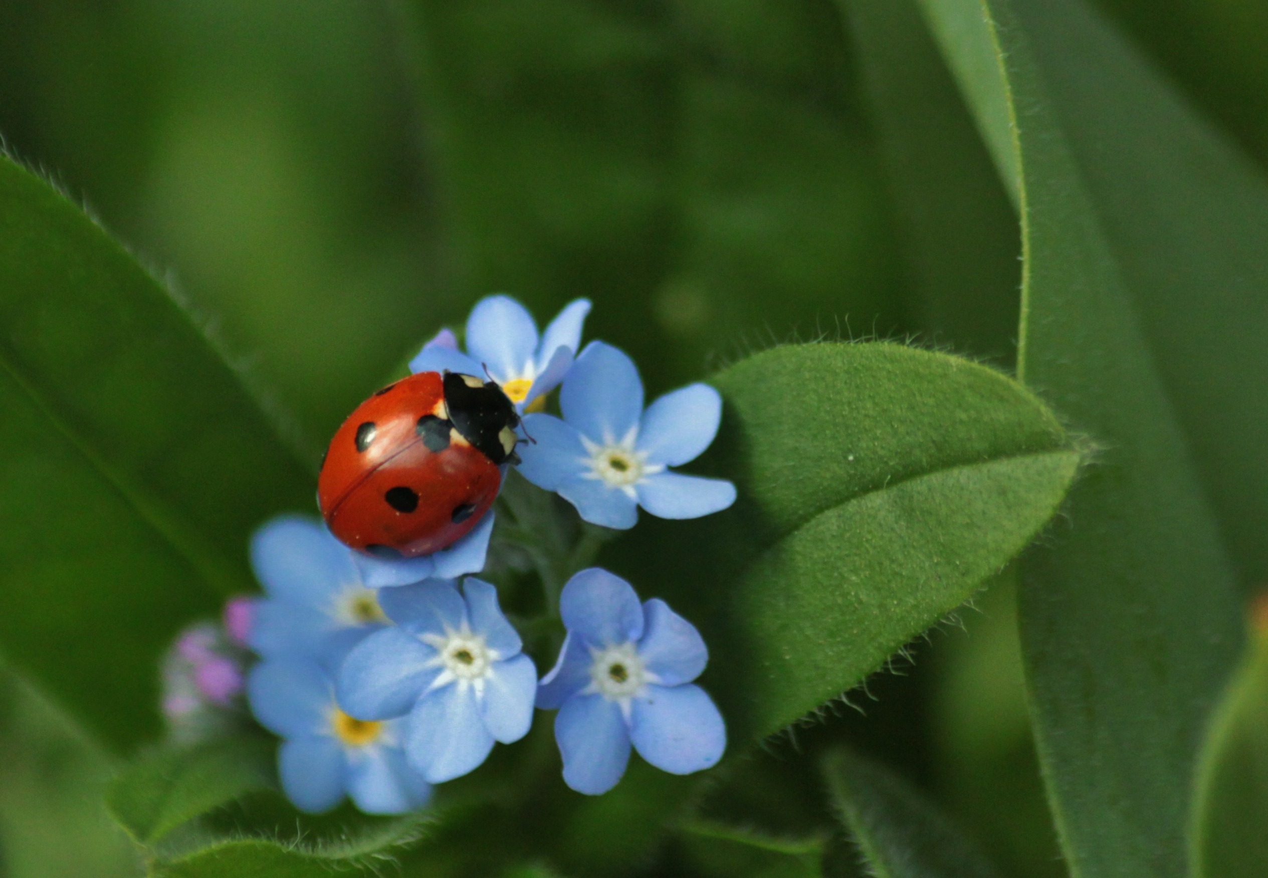 Wallpapers flowers plant ladybug on the desktop