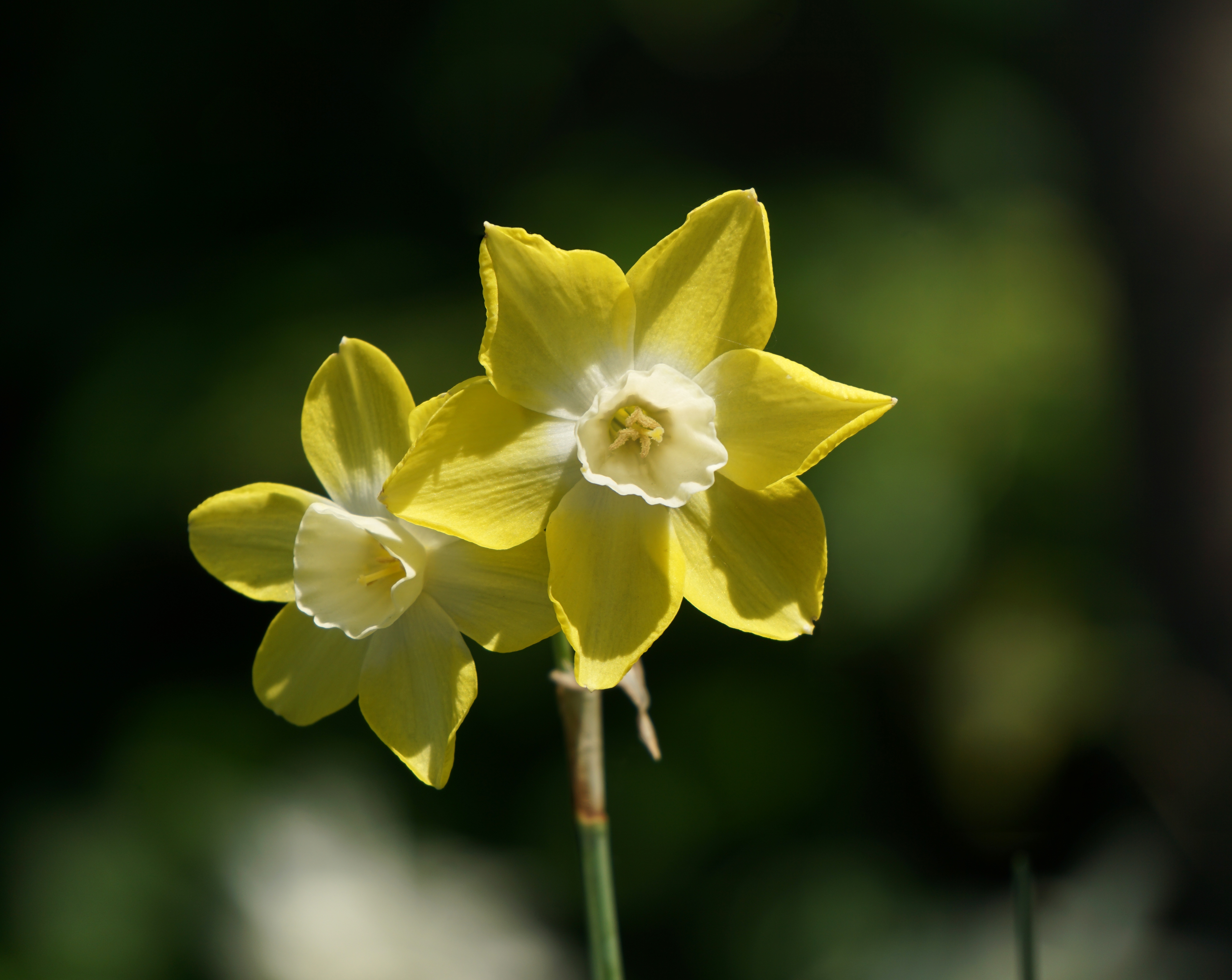 Wallpapers flower two yellow on the desktop