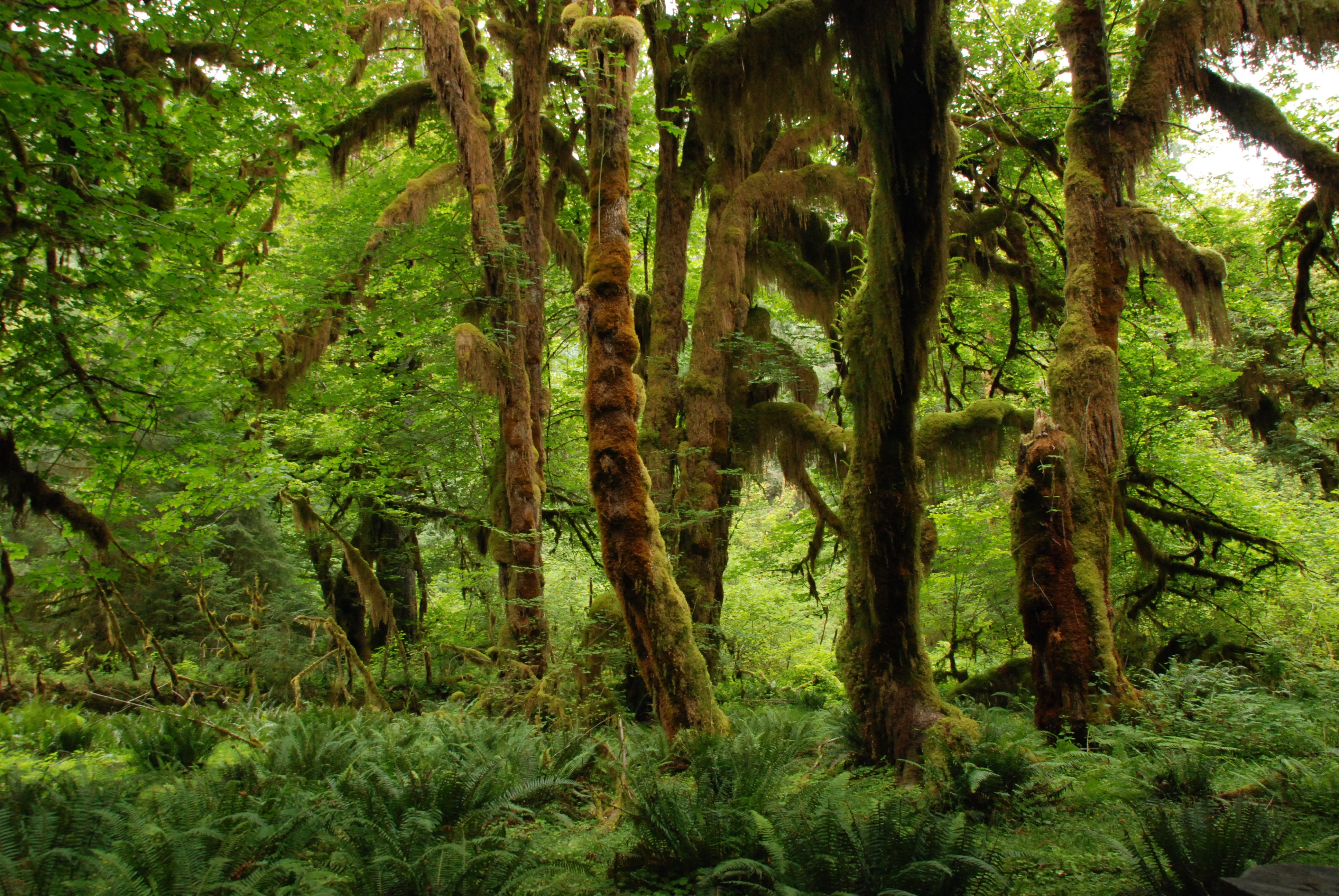 Wallpapers tropical forest plant green on the desktop