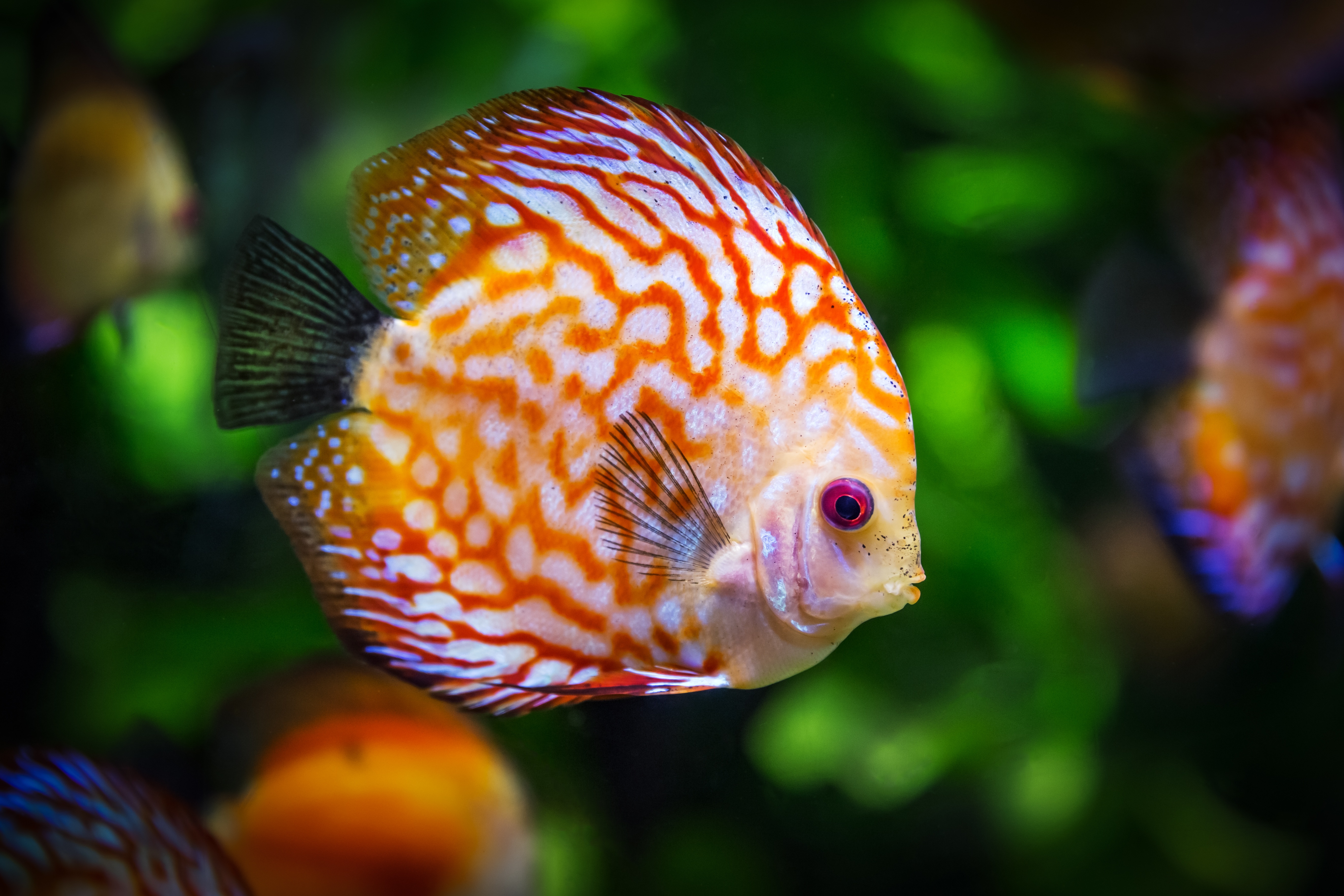 Free photo Colorful coral reef fish