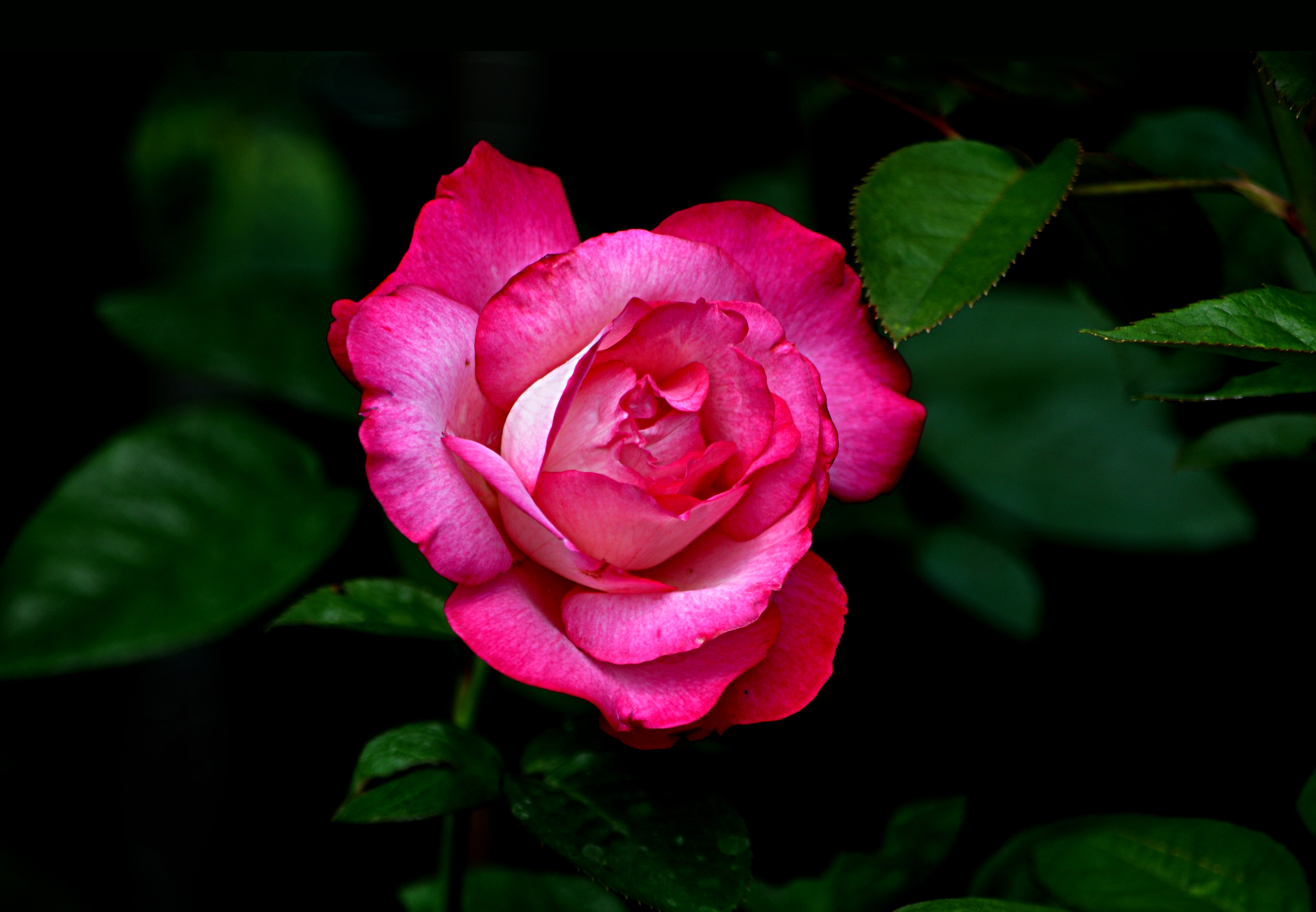 Обои роза розовый бутон цветы на рабочий стол