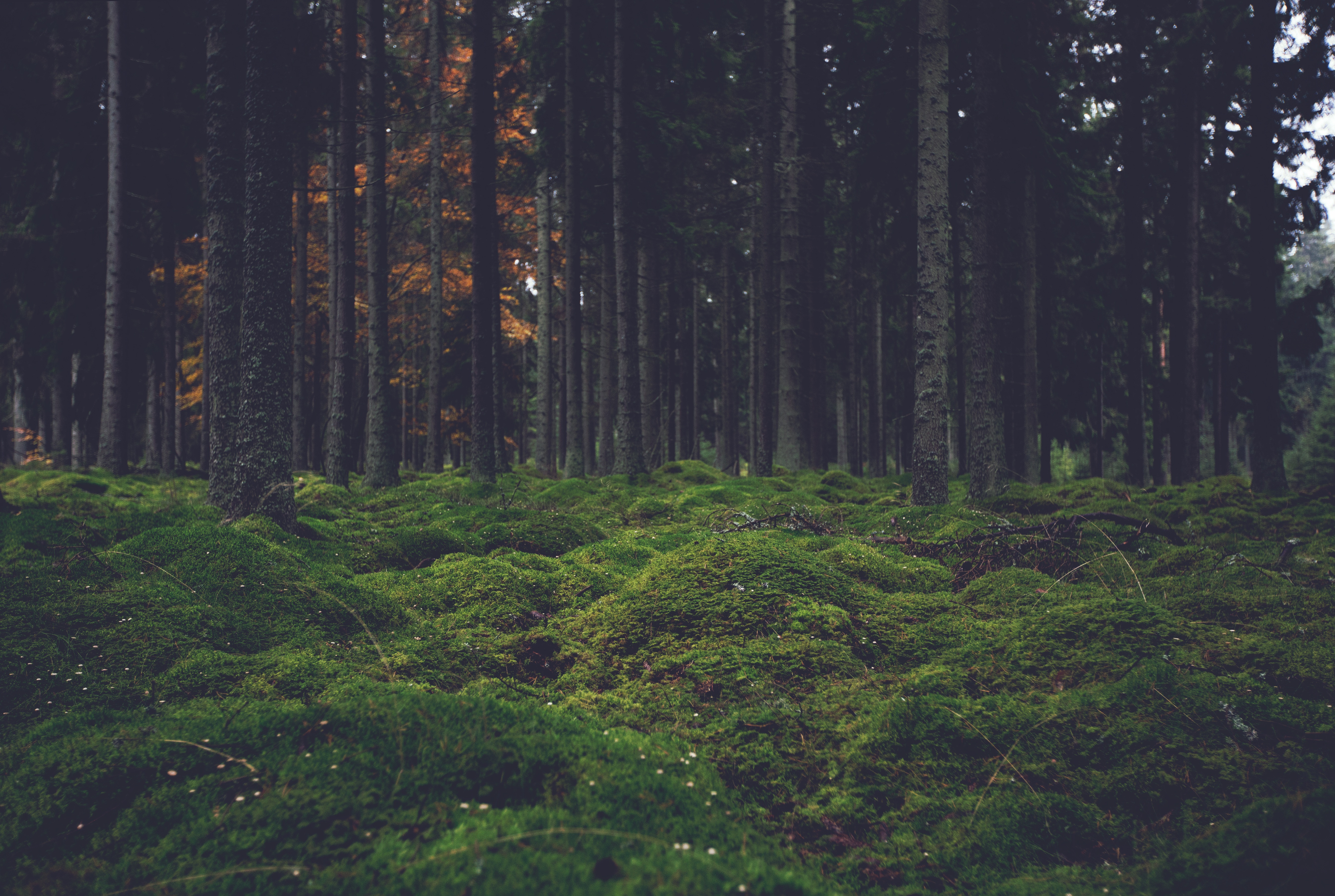 Wallpapers tropical forest atmospheric phenomenon green on the desktop