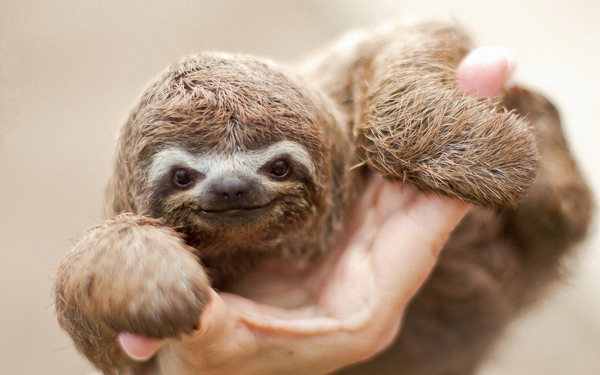 The sloth is looking at the camera