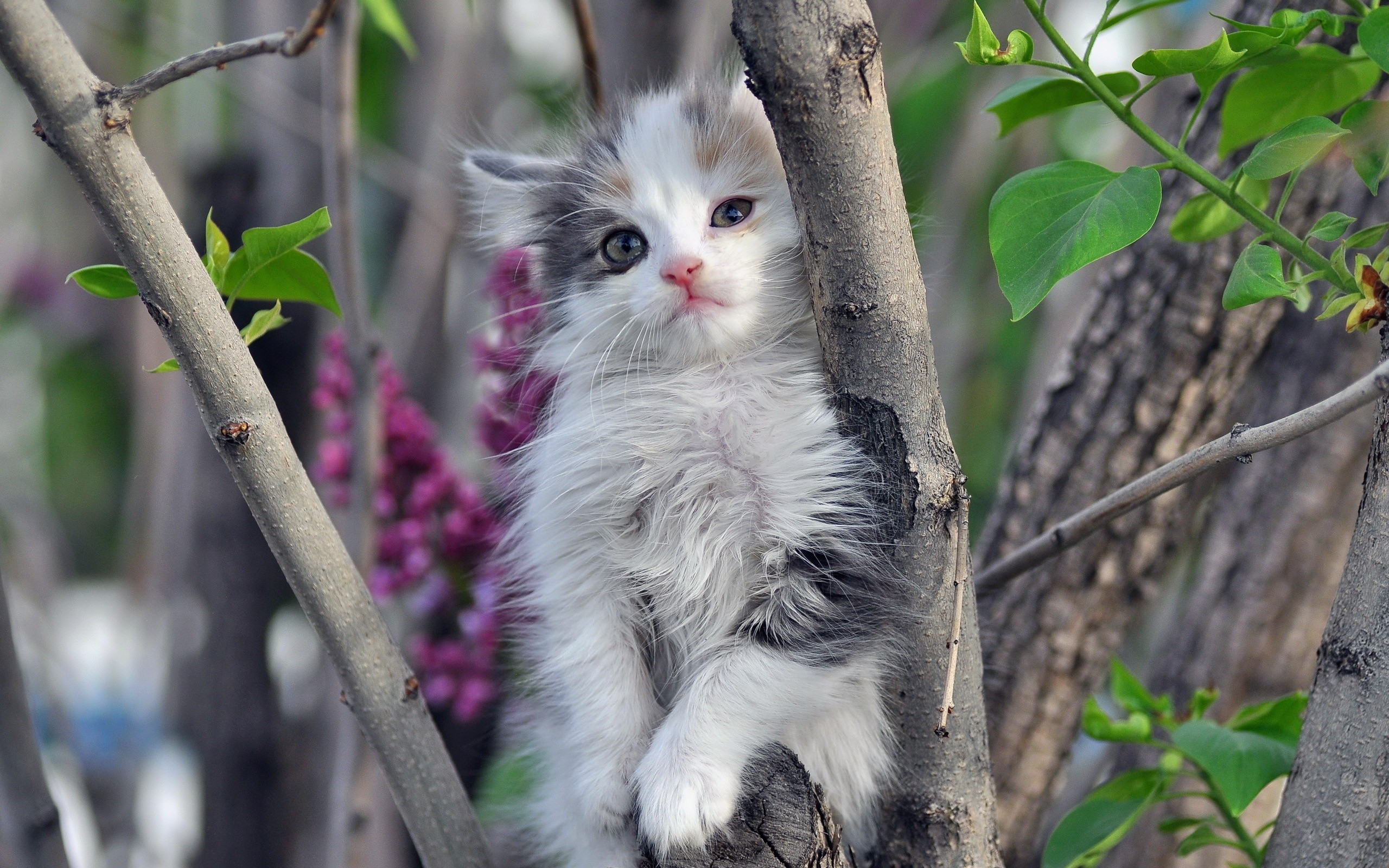 A fluffy cloud in the branches