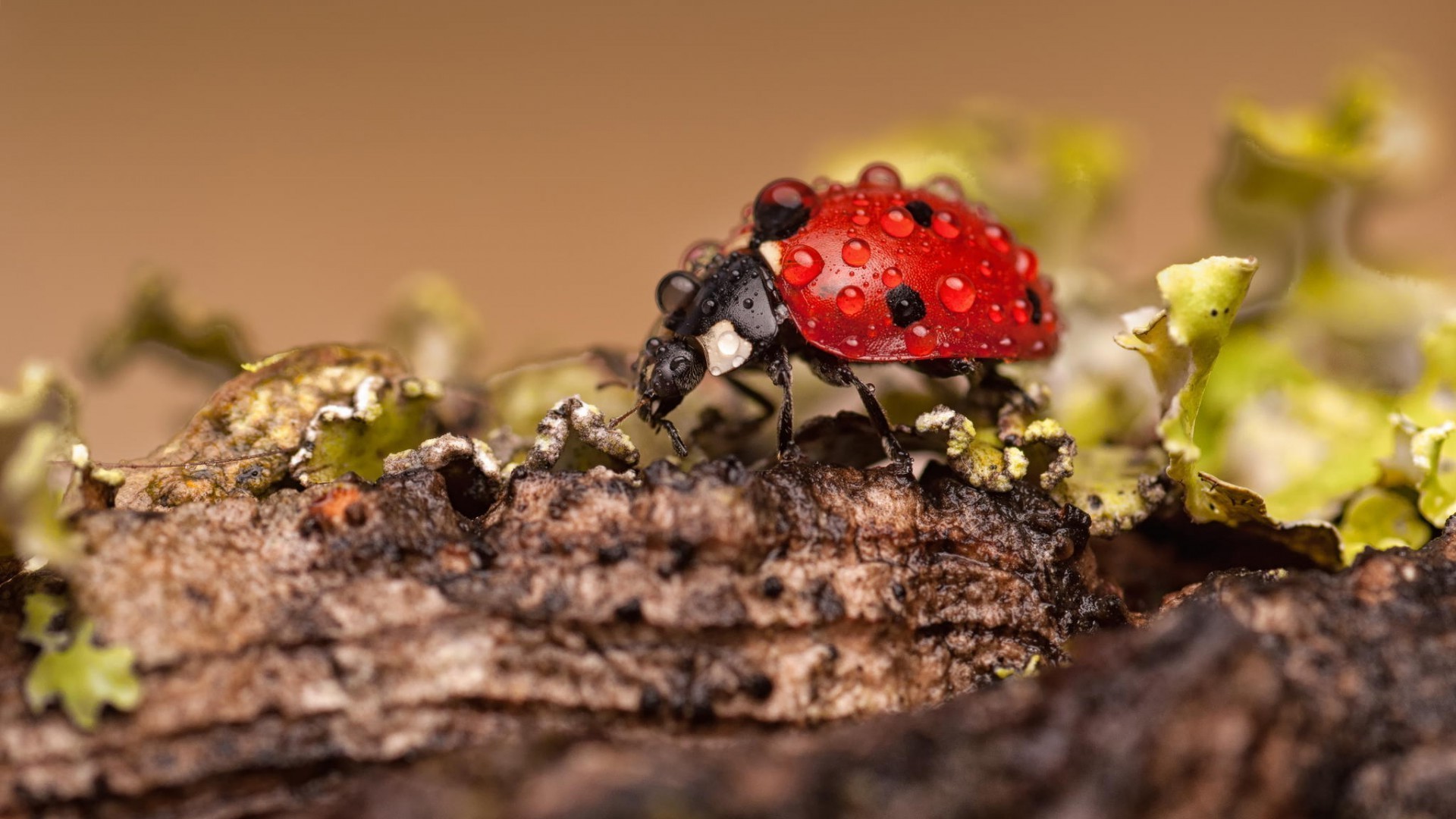 Free photo A ladybug covered in raindrops.