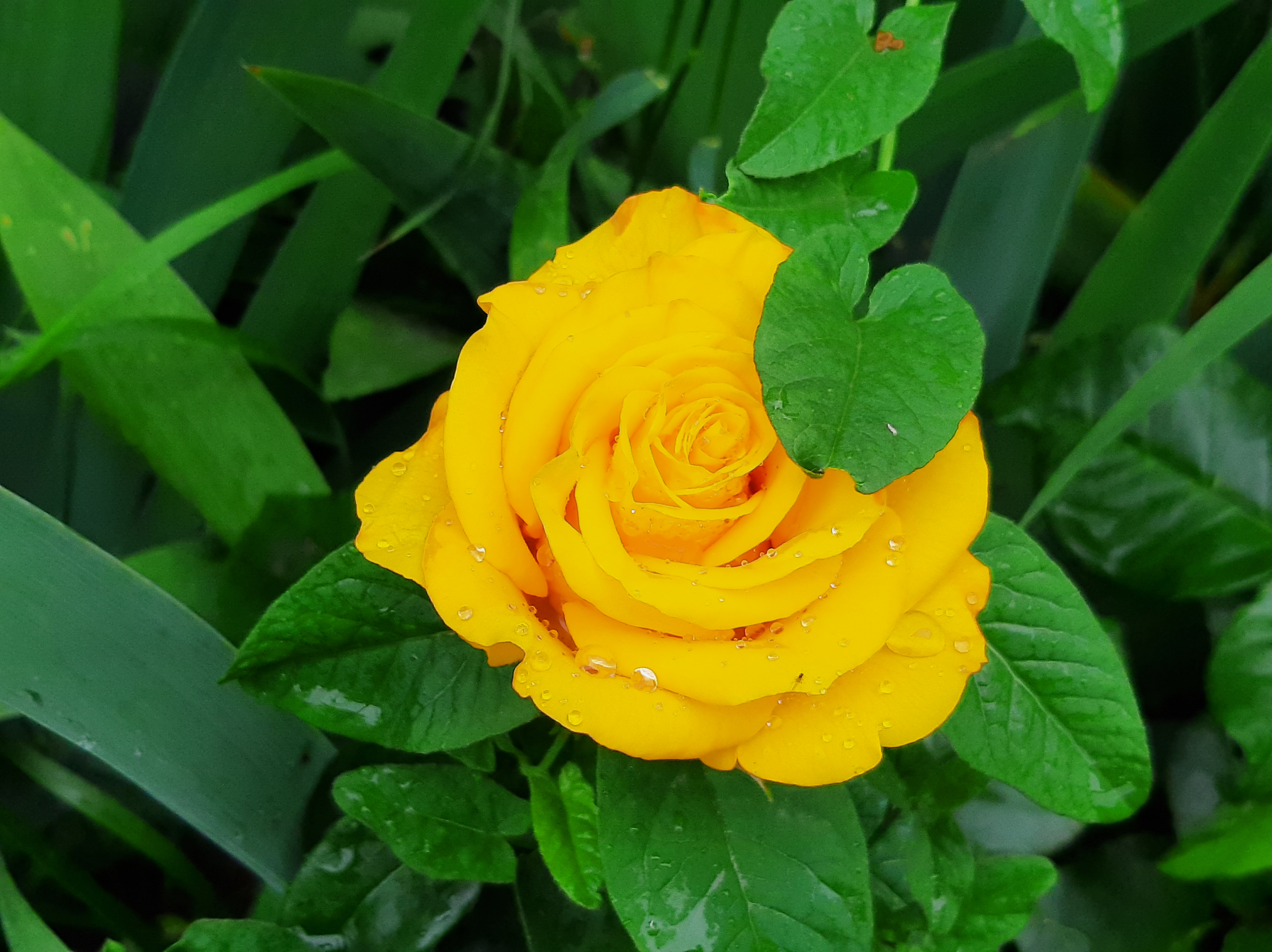 Yellow rose with dewdrops