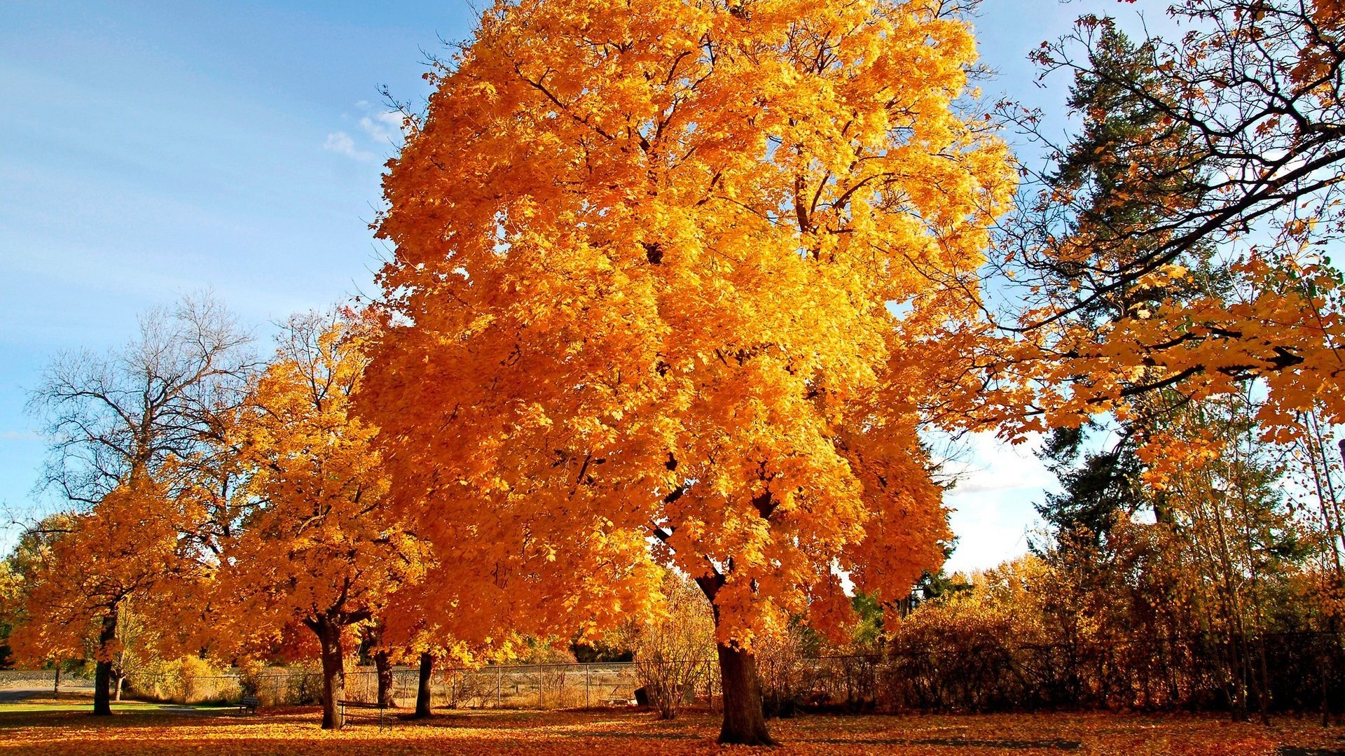 Free photo Nature in yellow colors