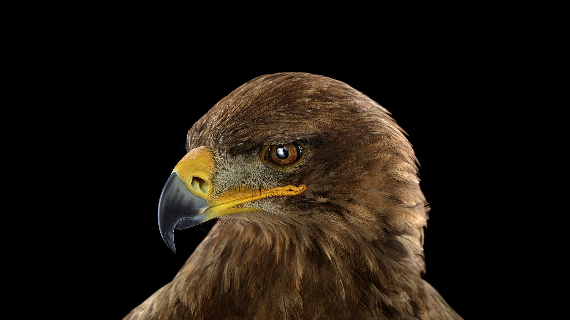 黑色背景上的老鹰肖像