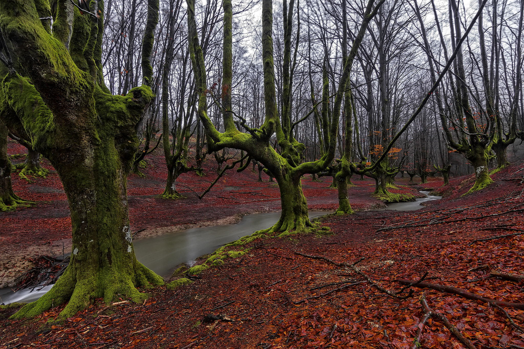 Wallpapers Forest Hayedo de Otzarreta Basque Country on the desktop