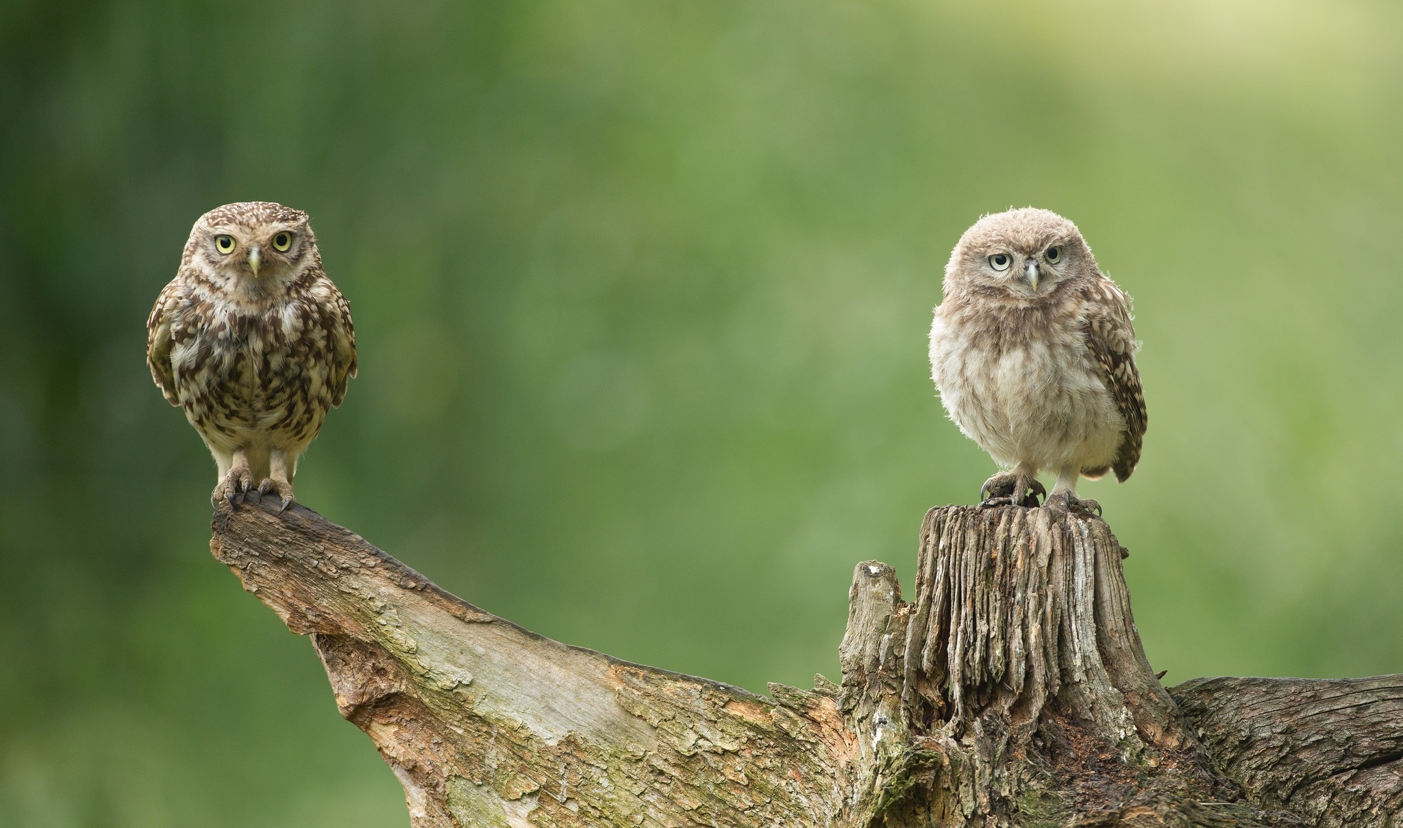 Free photo Two owl chicks perched on a branch