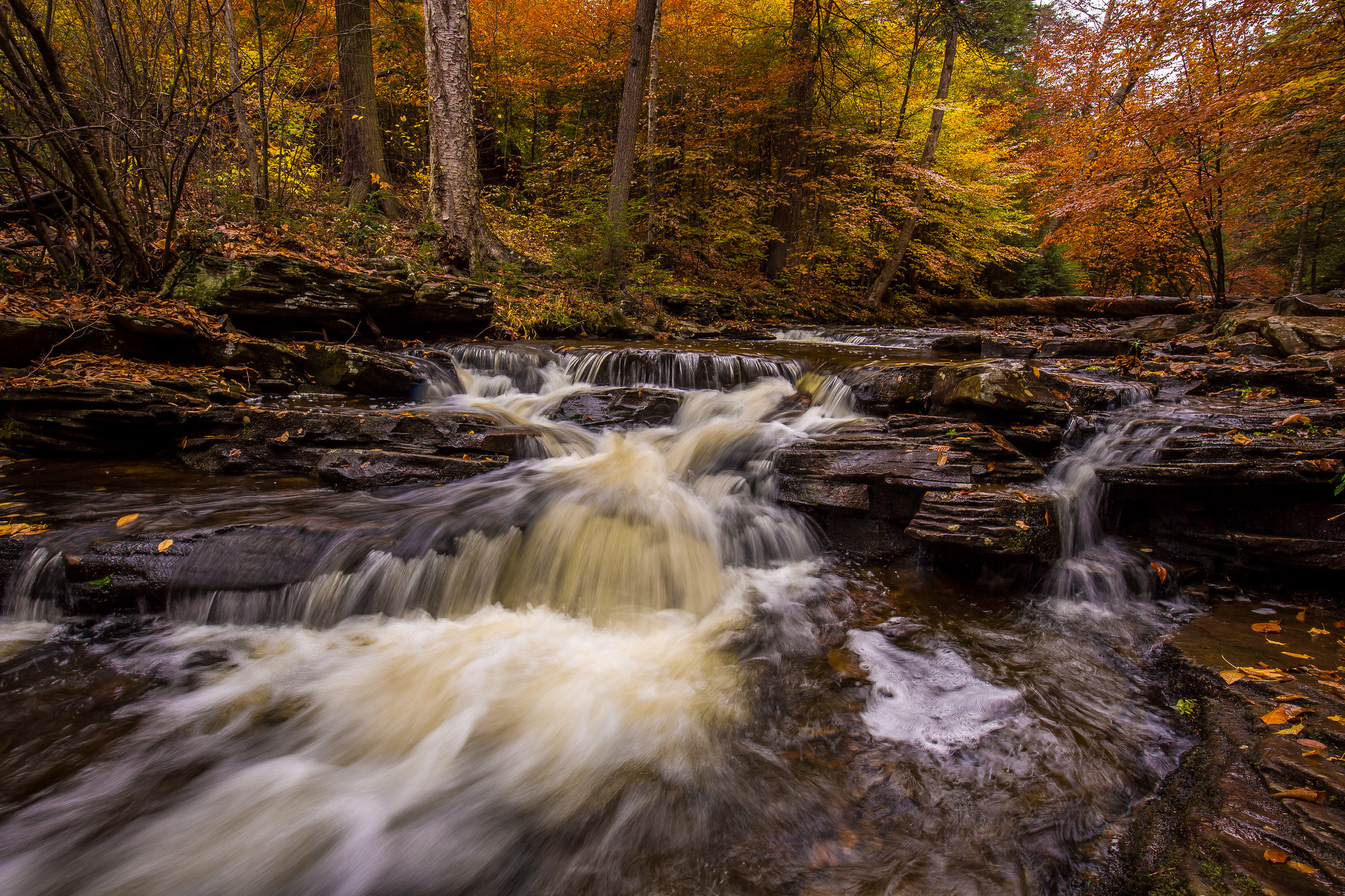 Обои Рикеттс Glen State Park в Пенсильвании лес на рабочий стол