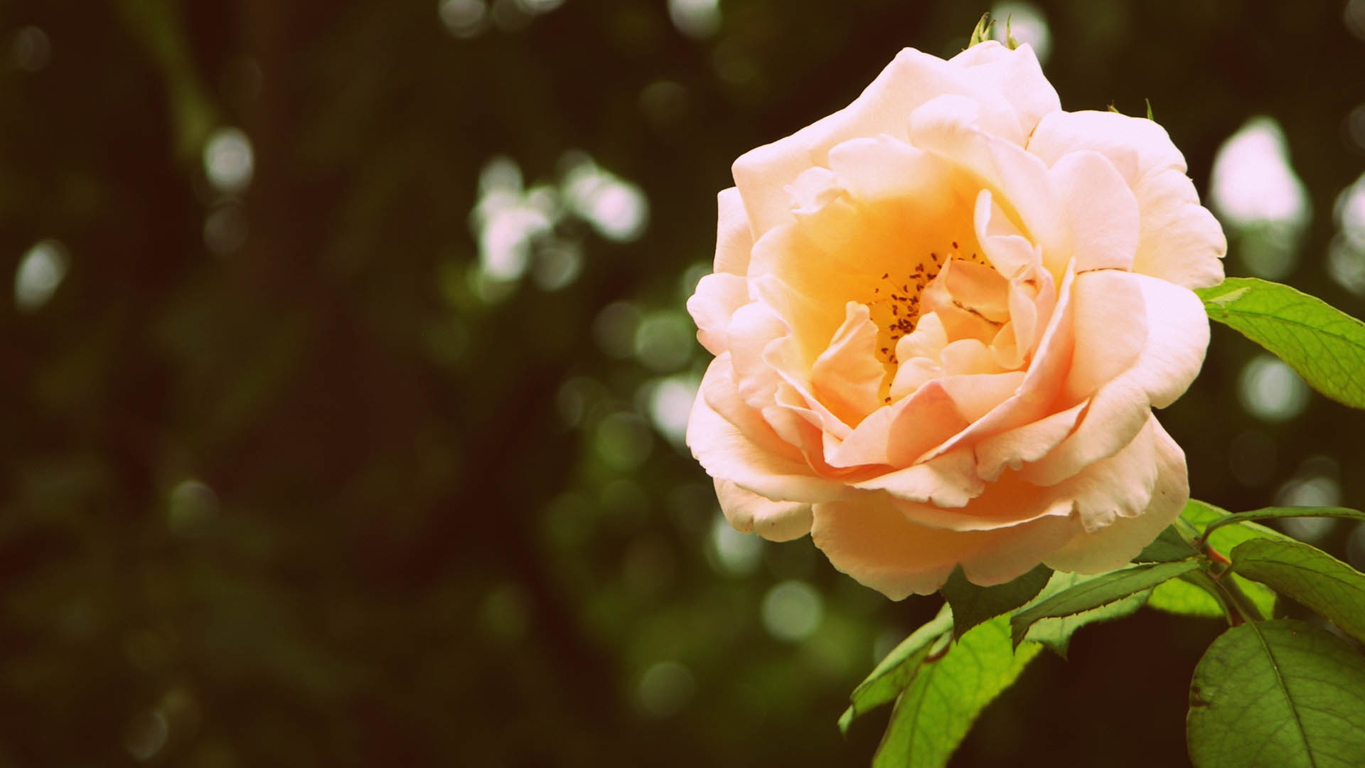 Free photo Rosebud on the bush