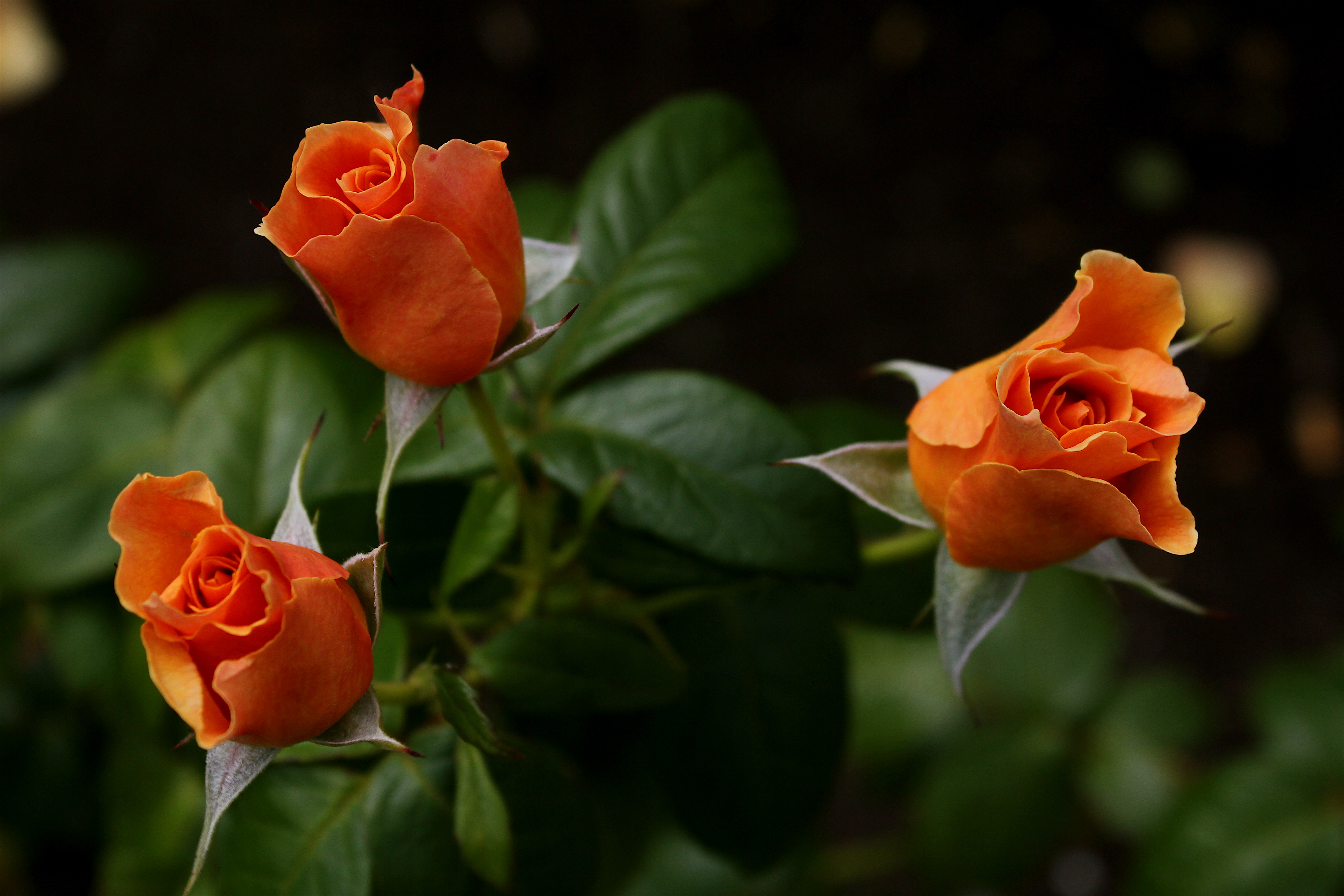 Free photo Three yellow roses