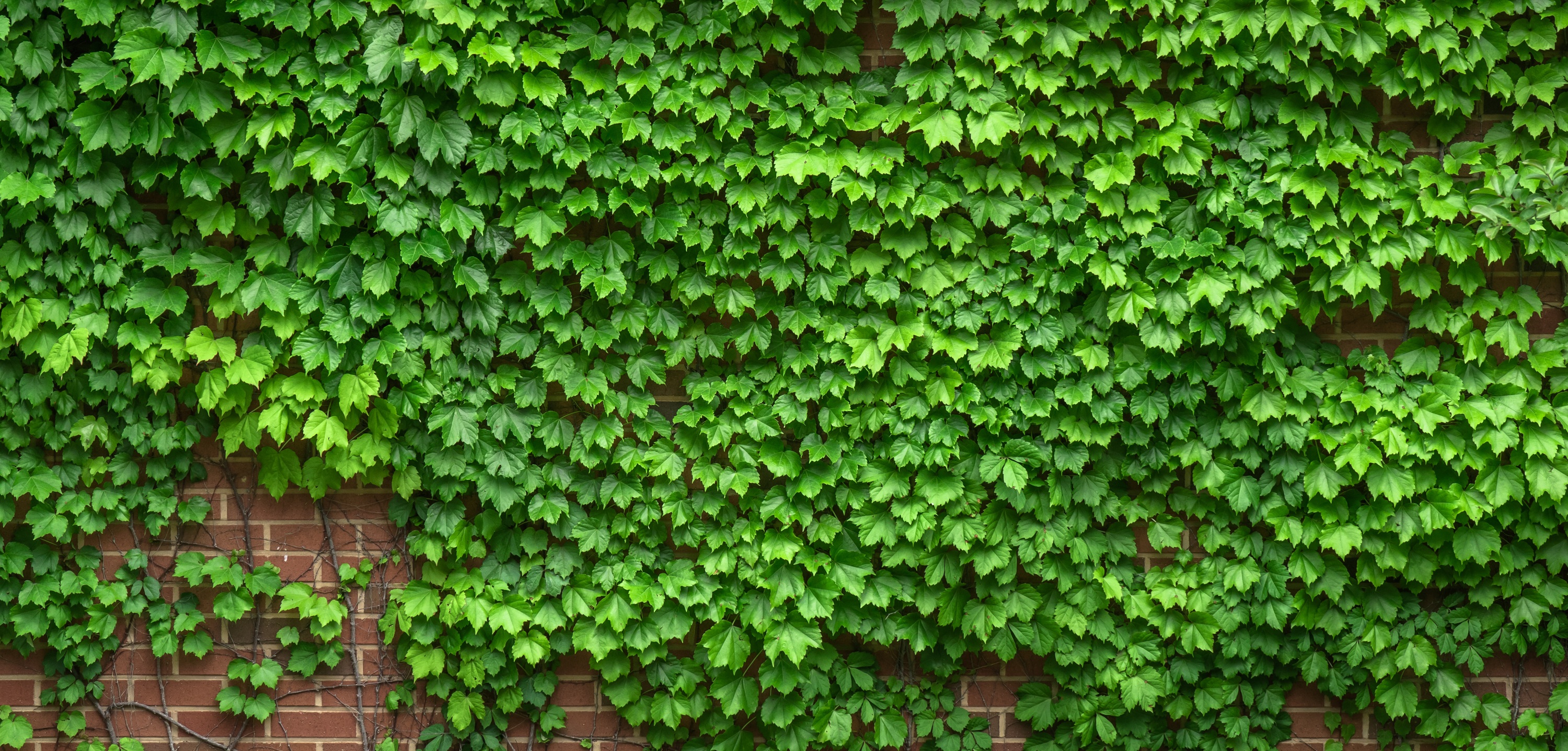 生长在建筑物砖墙上的灌木