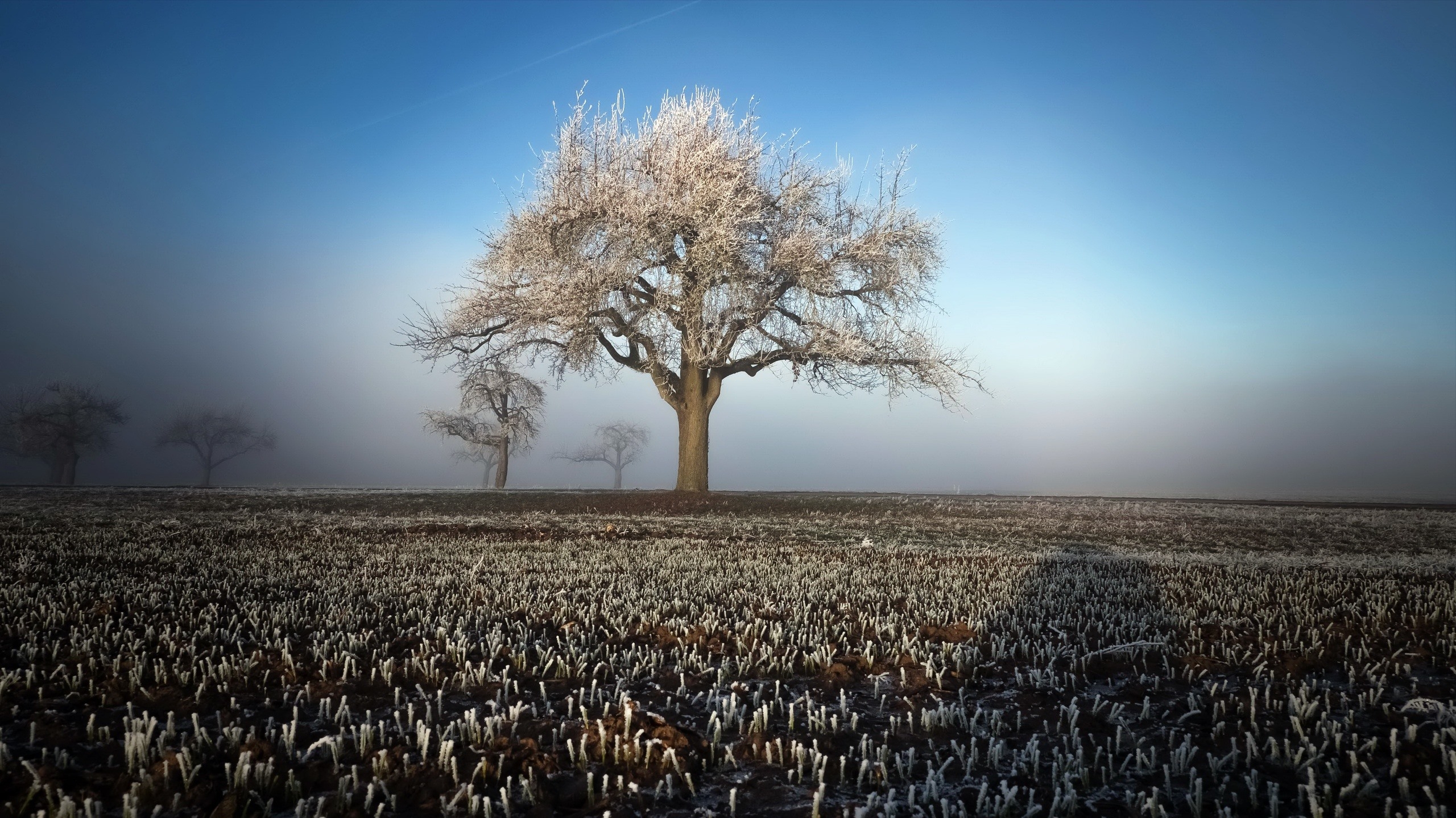 Free photo A big lonely tree in a foggy field