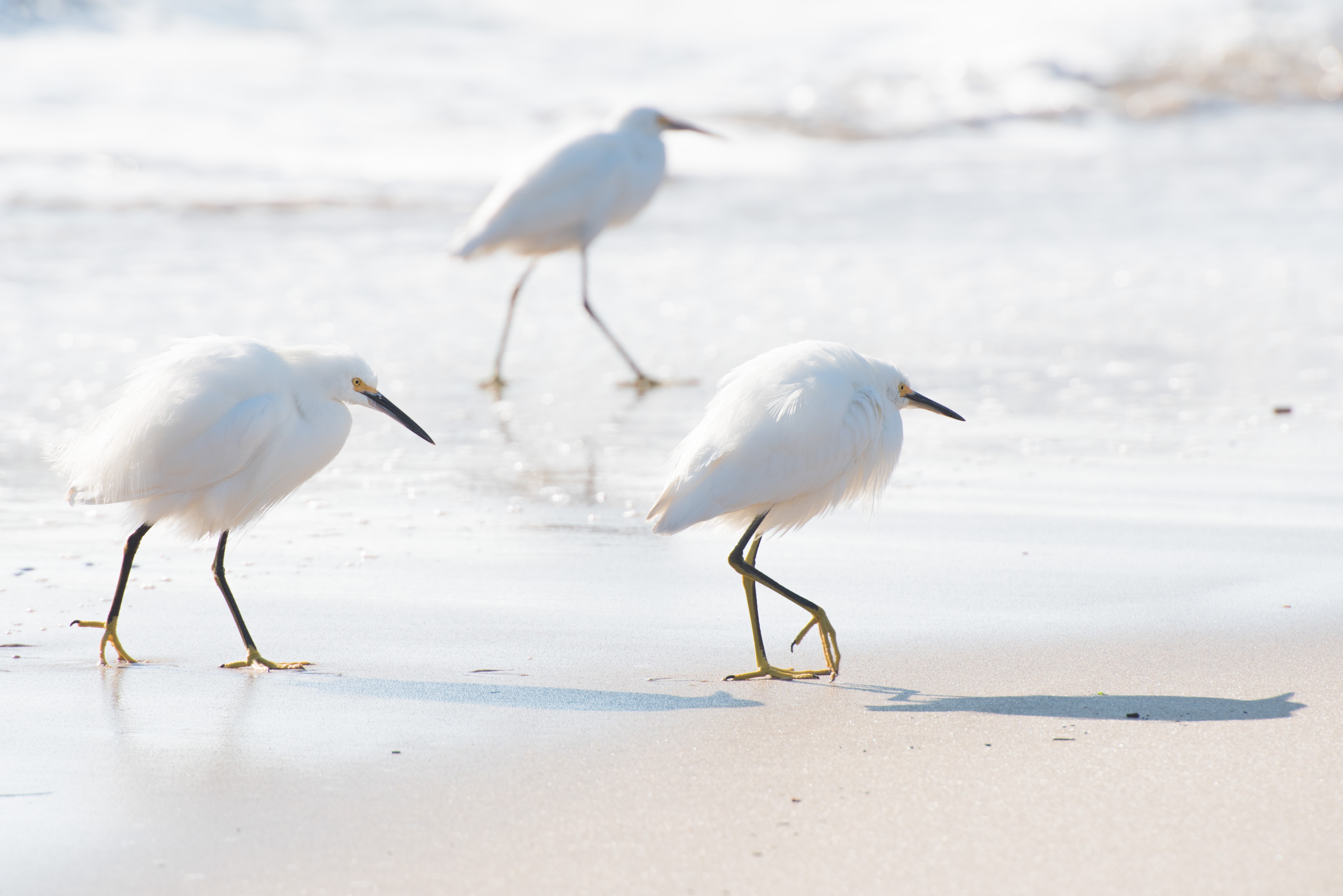 Wallpapers beach a bird white on the desktop